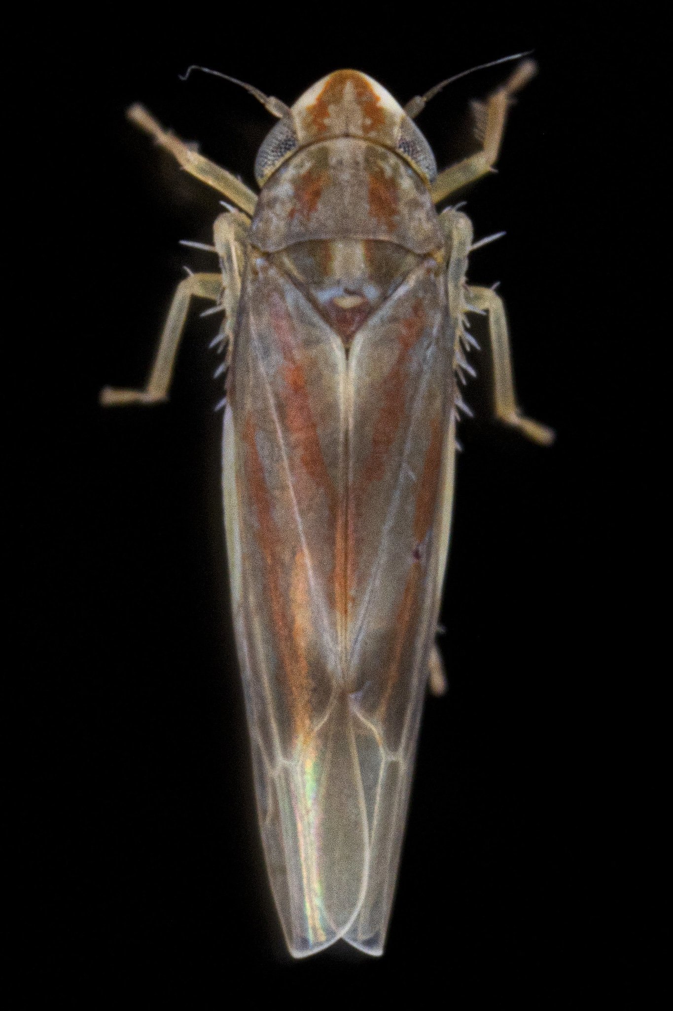 Erythridula sp.