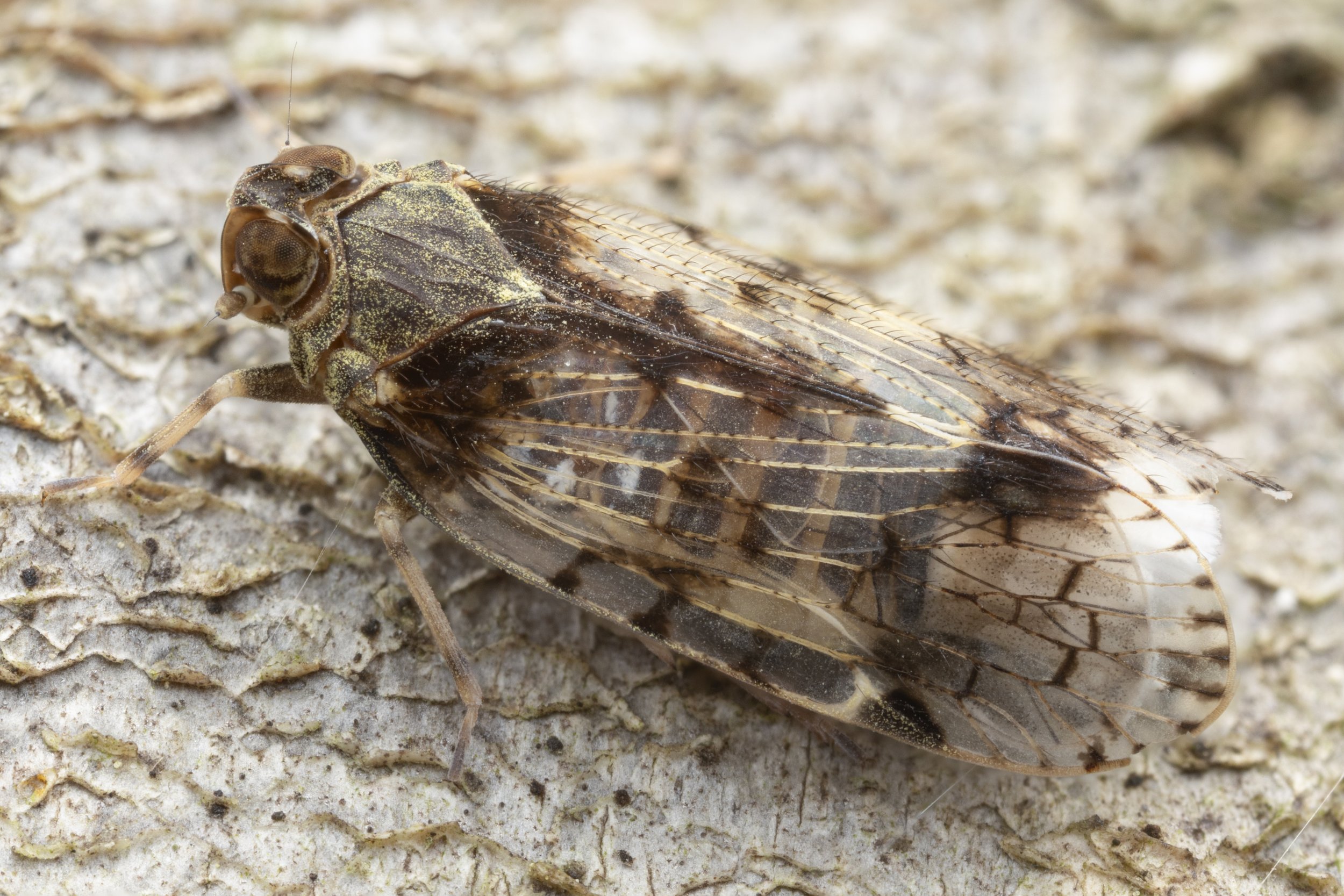 Xenoliarus placitus