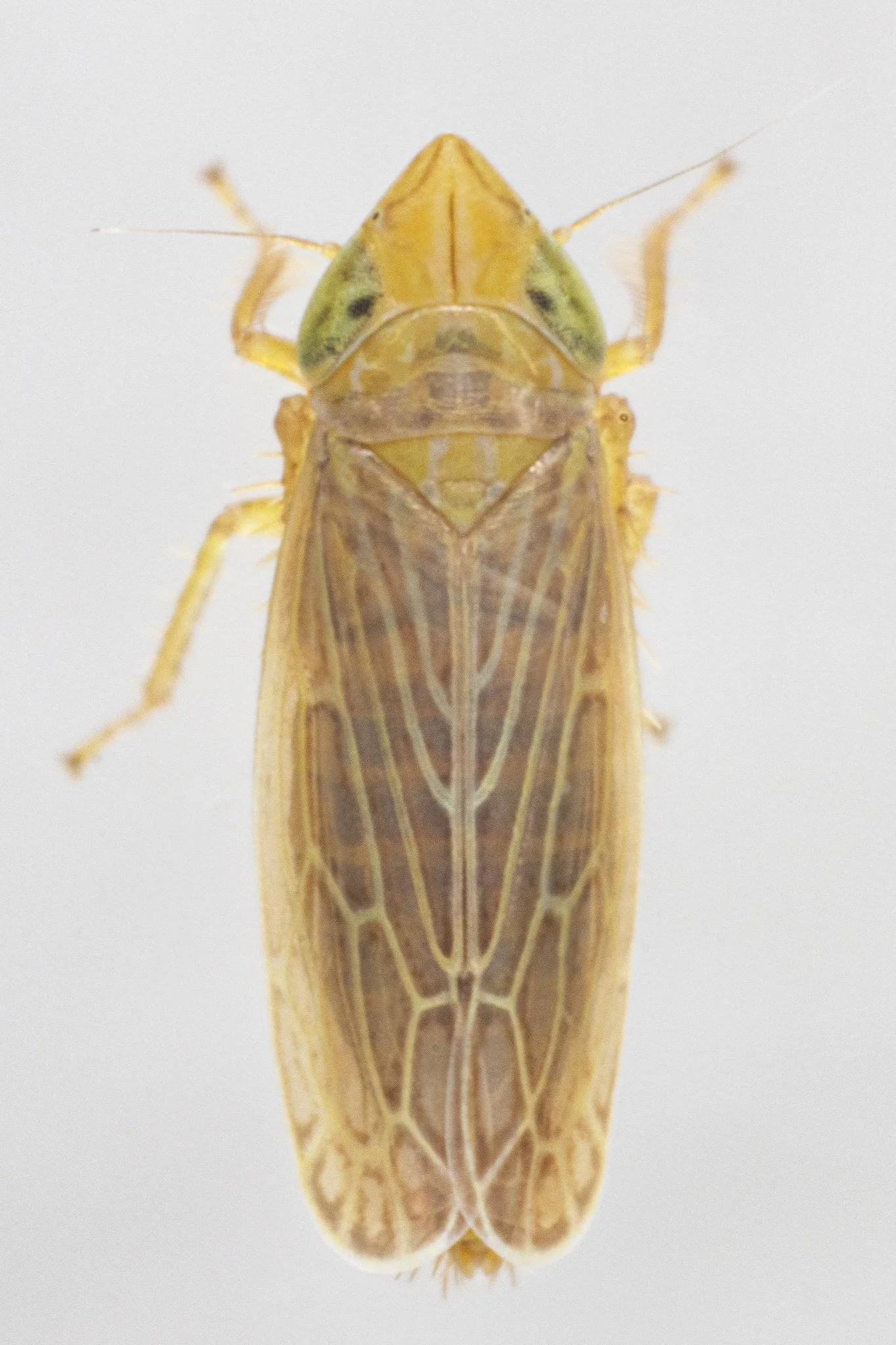 Laevicephalus melsheimerii