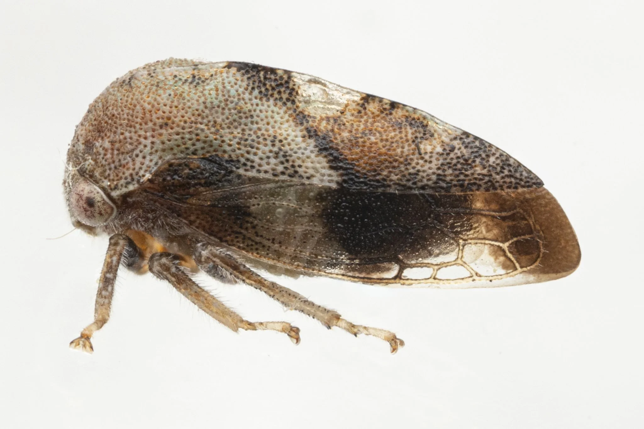 Cyrtolobus pallidifrontis | ♀