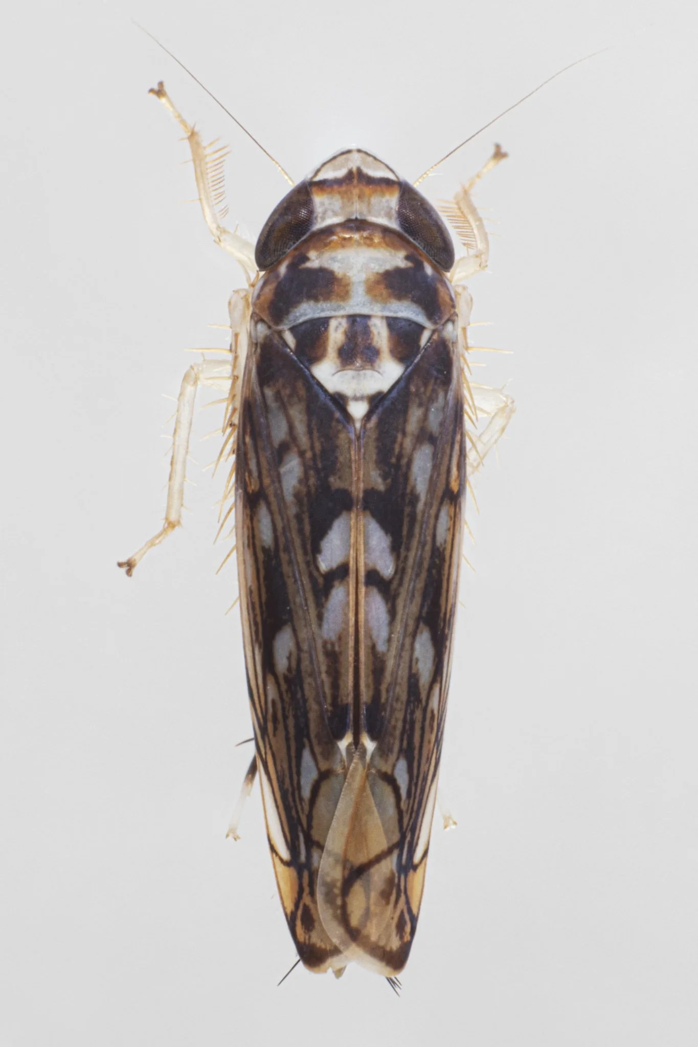 Scaphoideus cf. melanotus