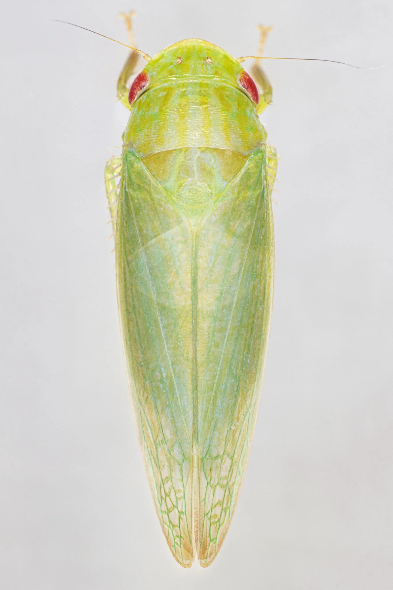 Gyponana brevita