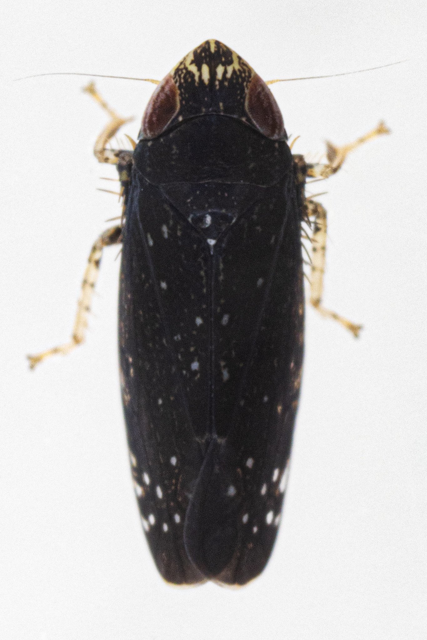 Scaphytopius frontalis