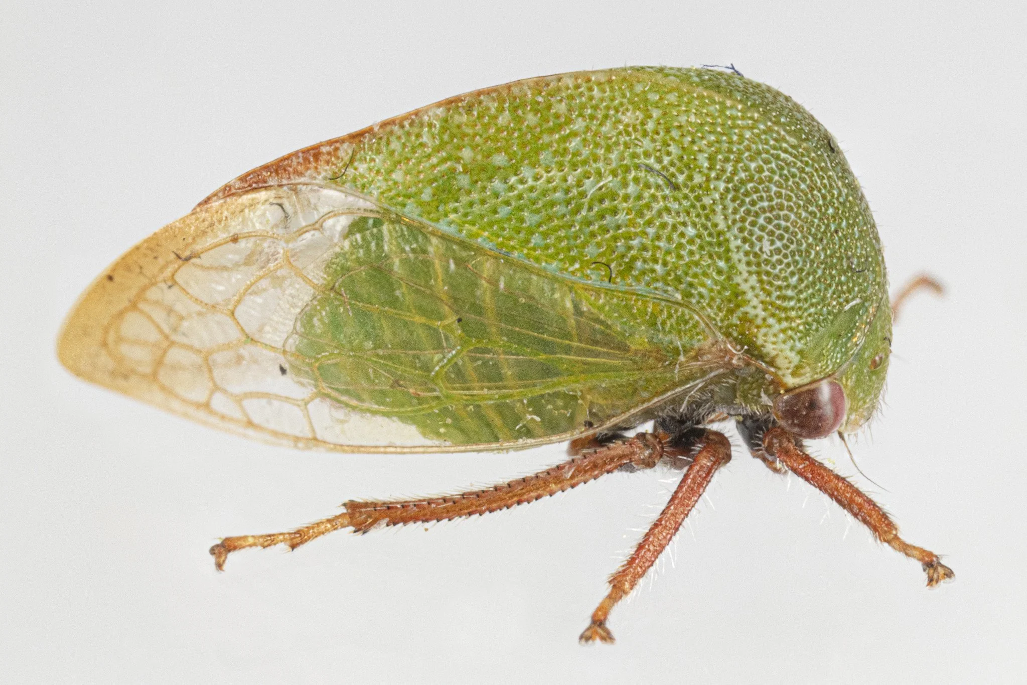 Stictocephala lutea | ♂