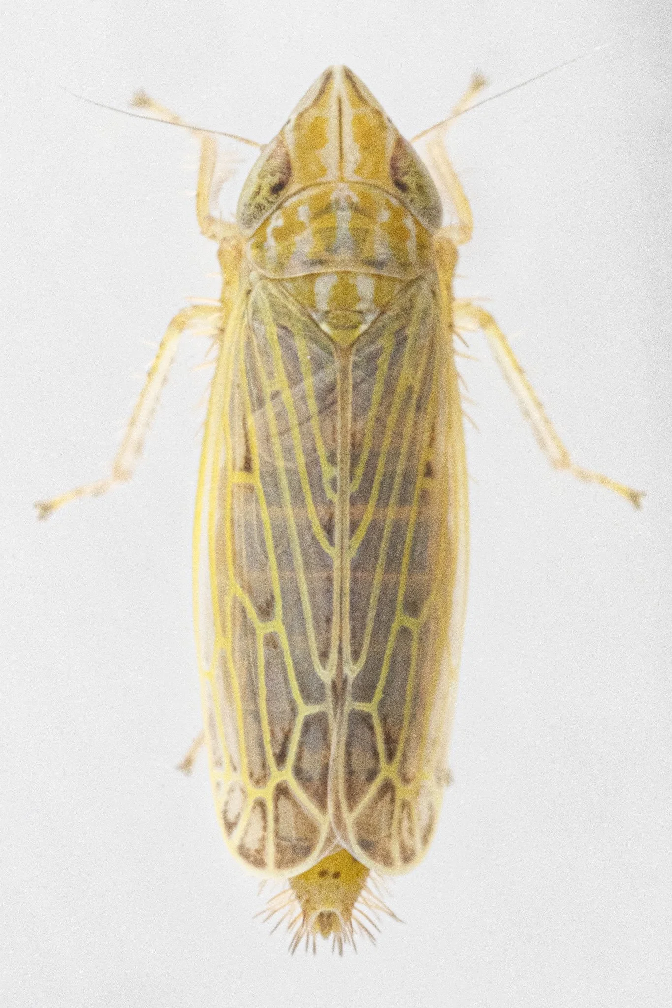 Laevicephalus peronatus