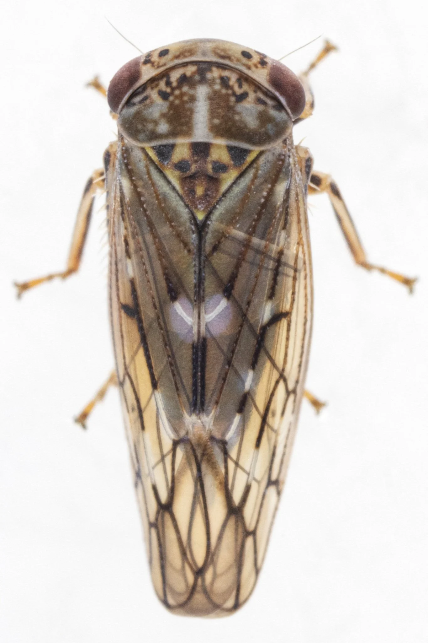 Idiocerus sp.