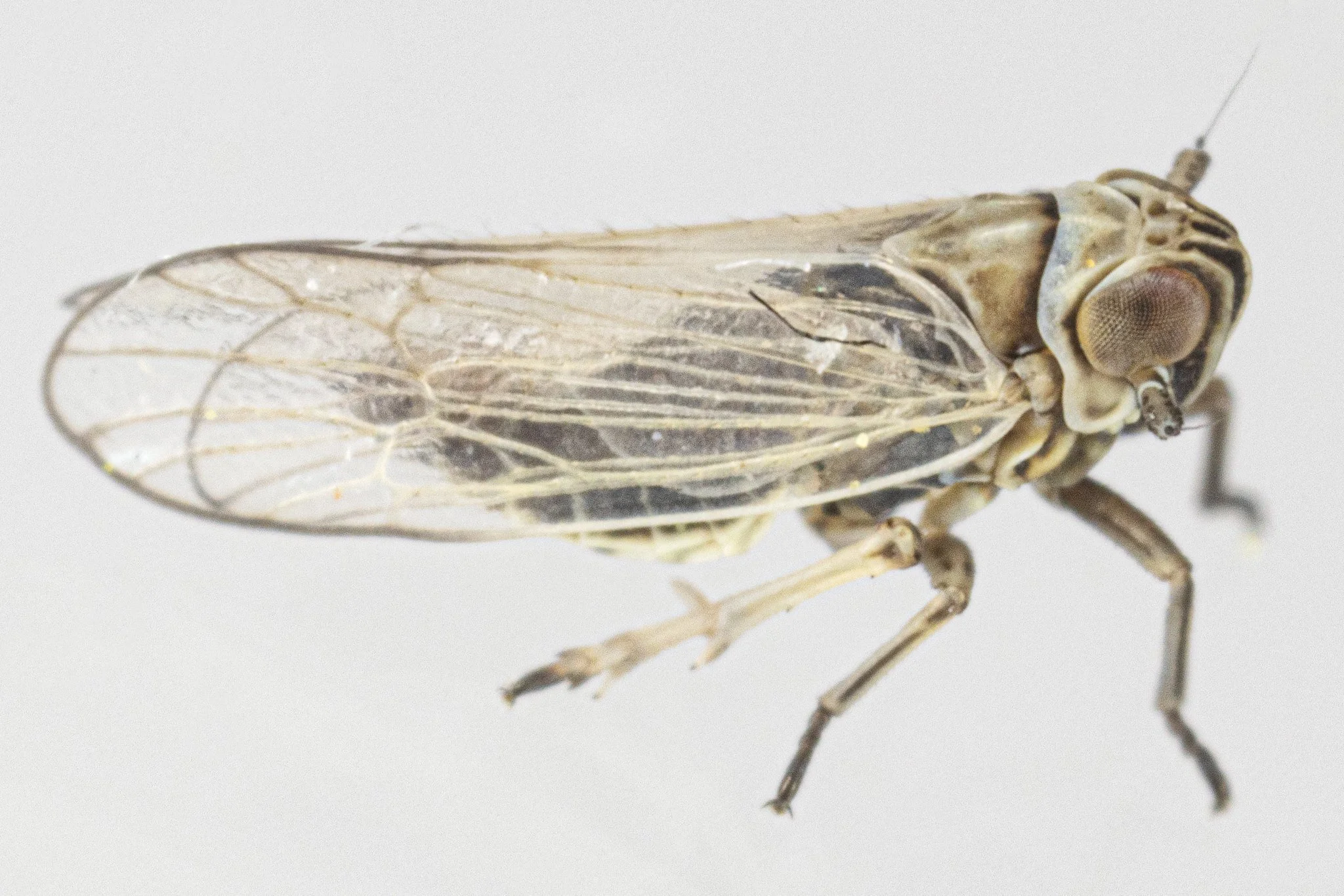 Spartidelphax penedetectus