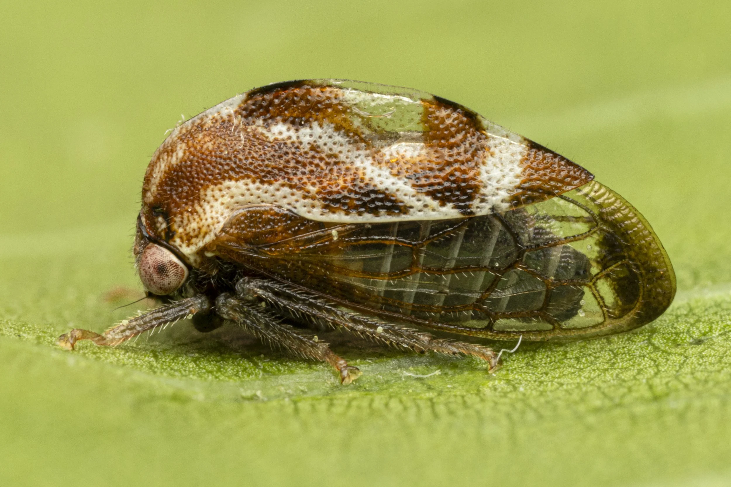 Cyrtolobus discoidalis