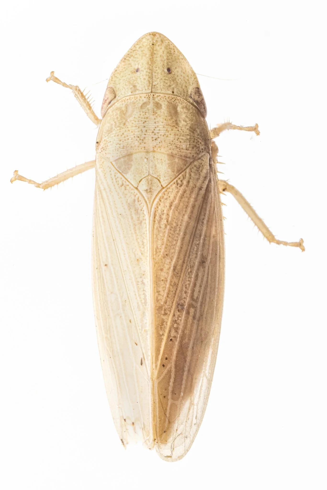 Prairiana rolenta