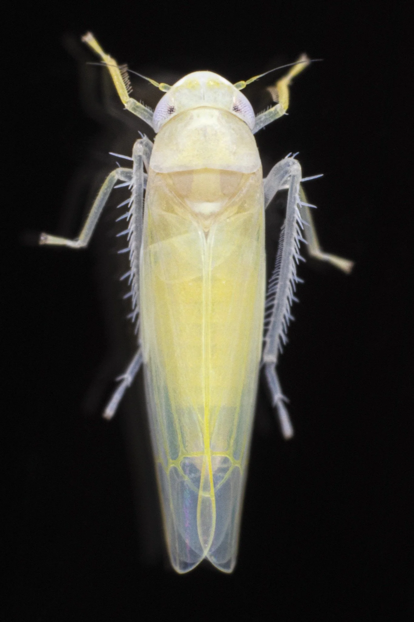 Typhlocyba modesta