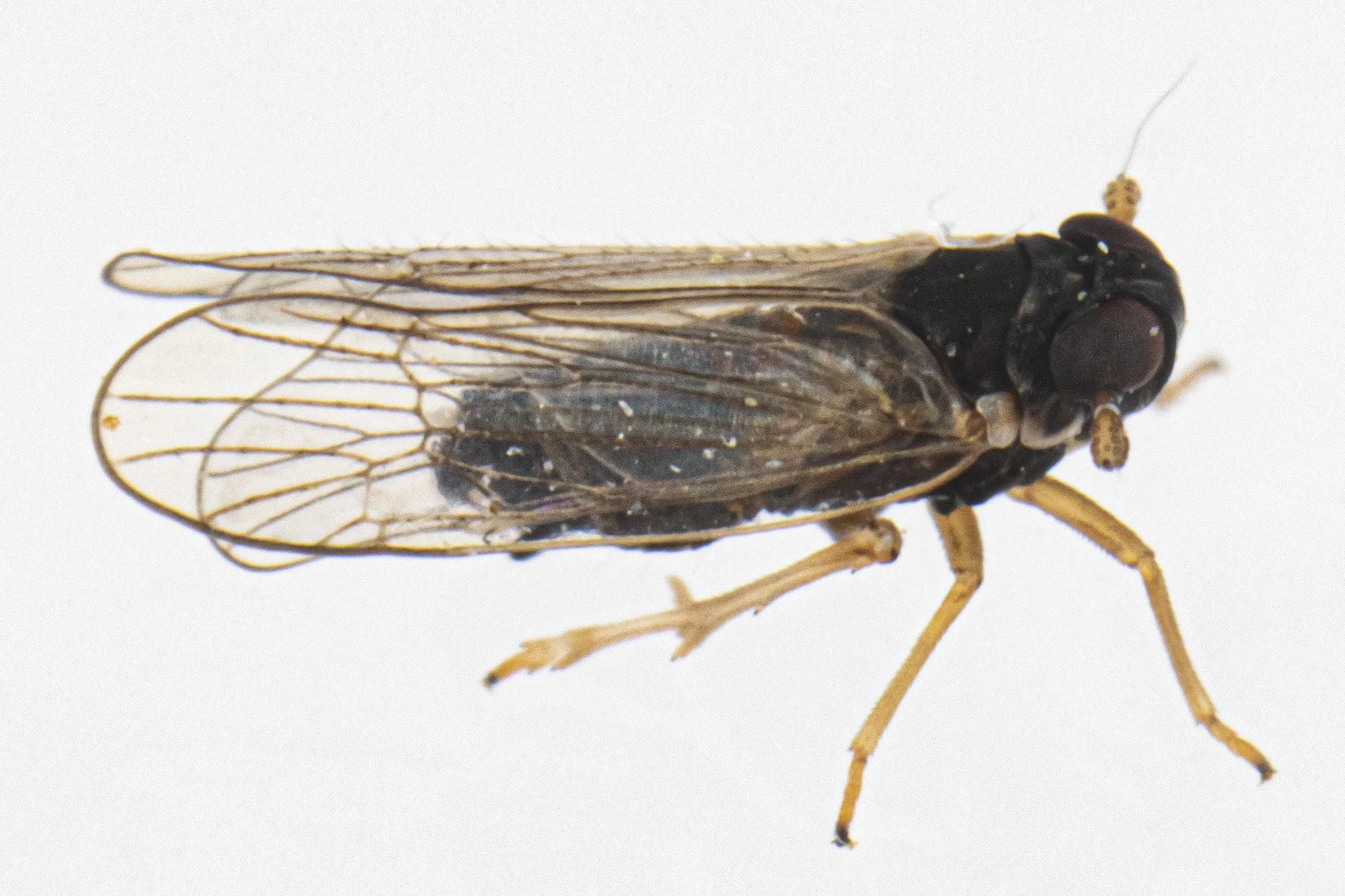 Isodelphax nigridorsum