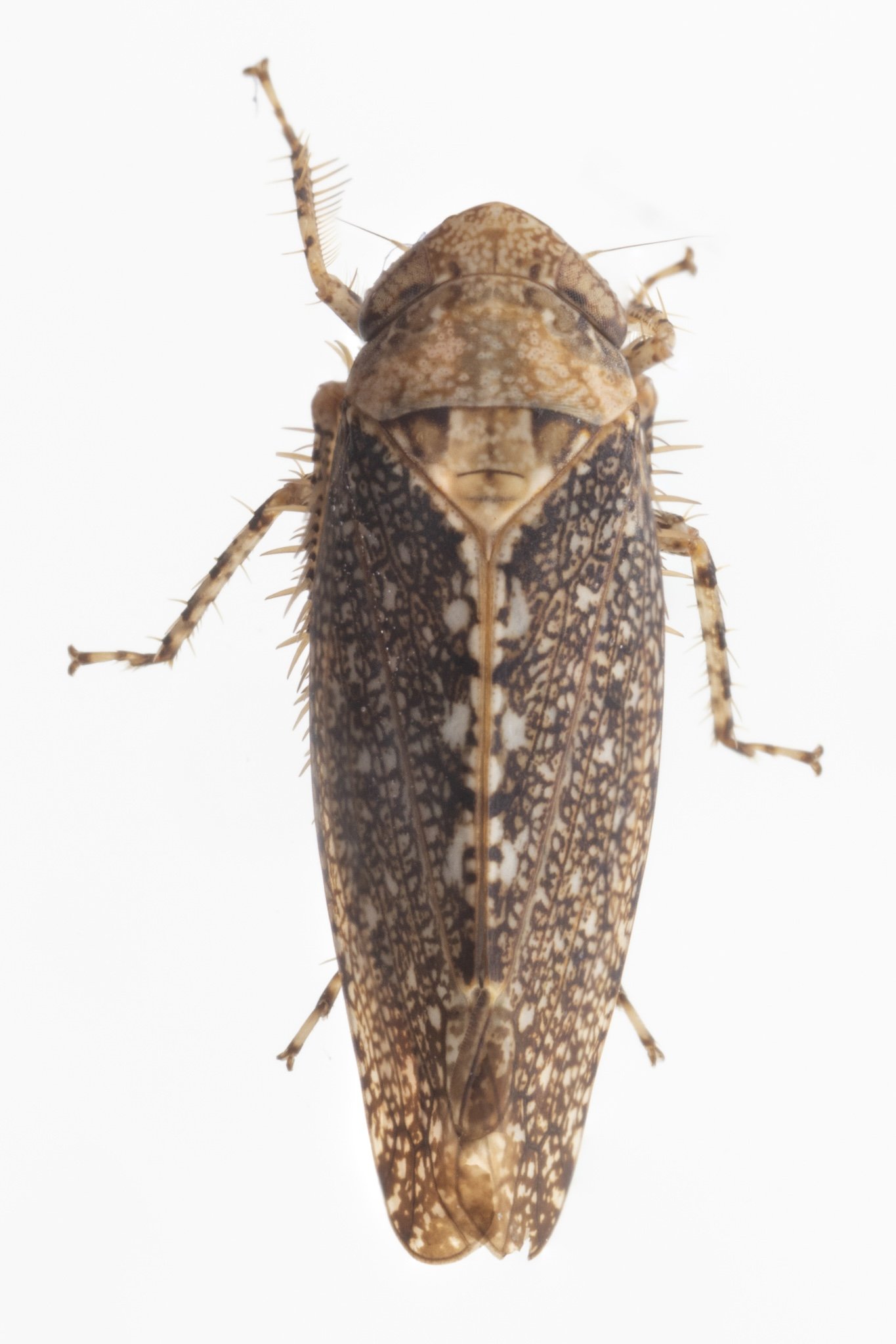 Excultanus dorothyae