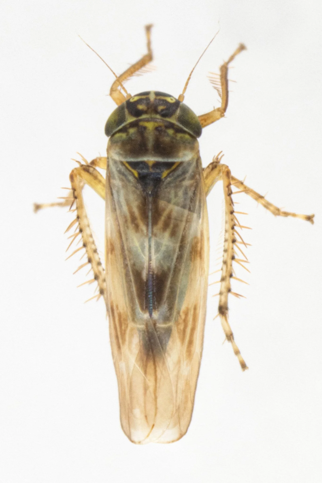 Macrosteles slossoni