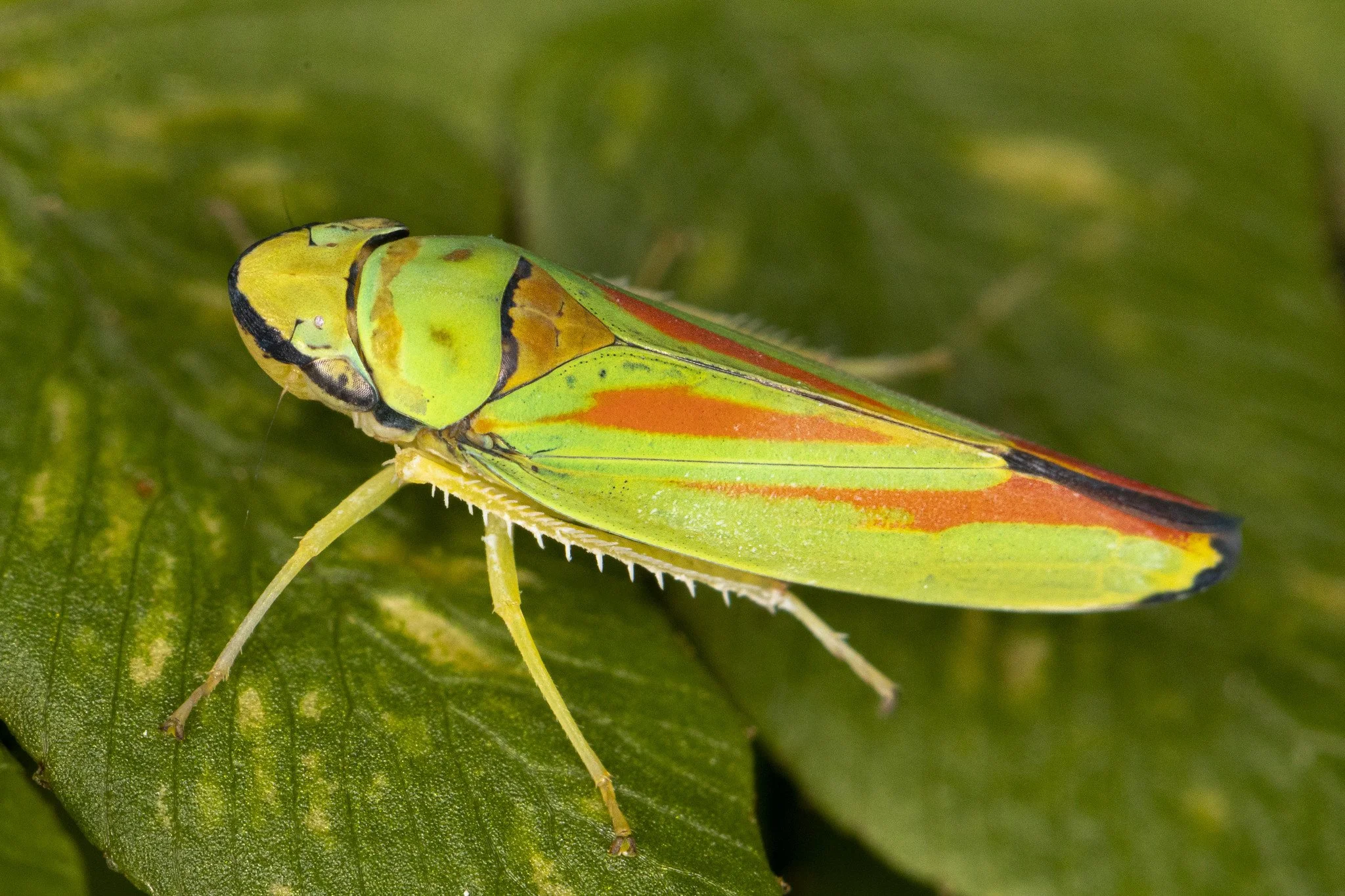 Graphocephala coccinea