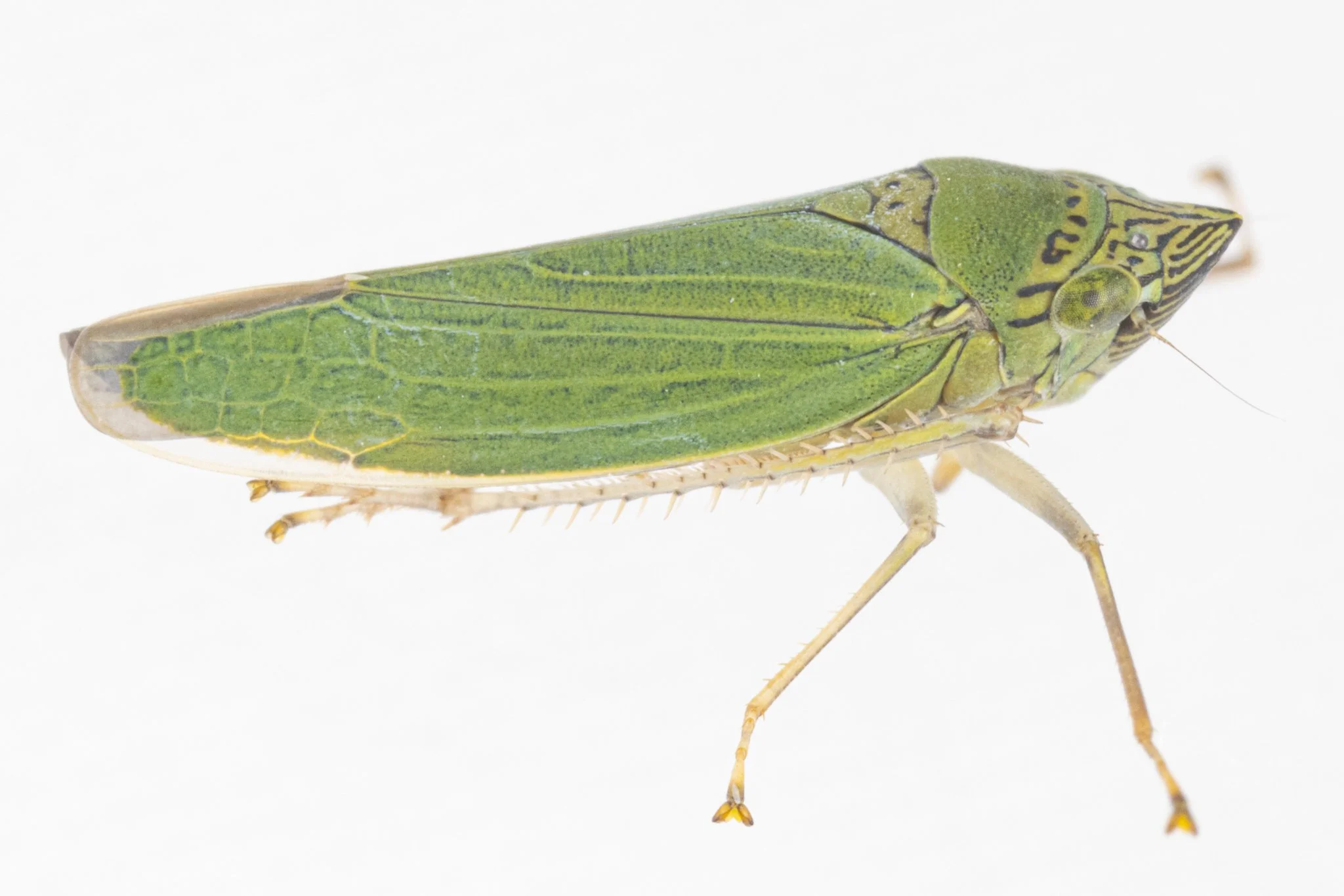 Draeculacephala inscripta