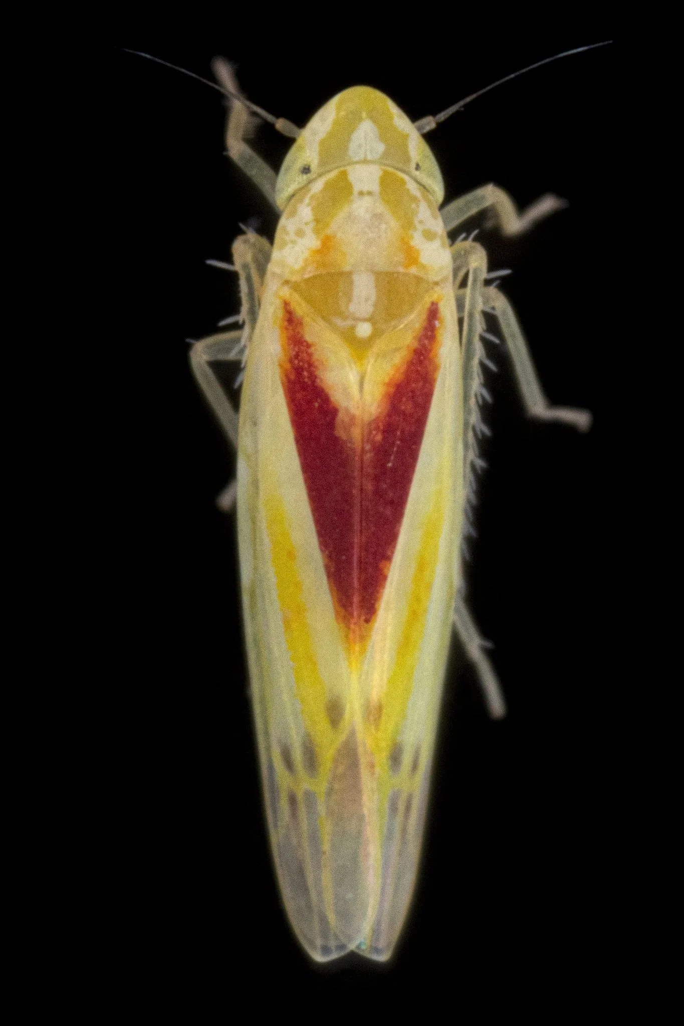 Erythridula victoralis