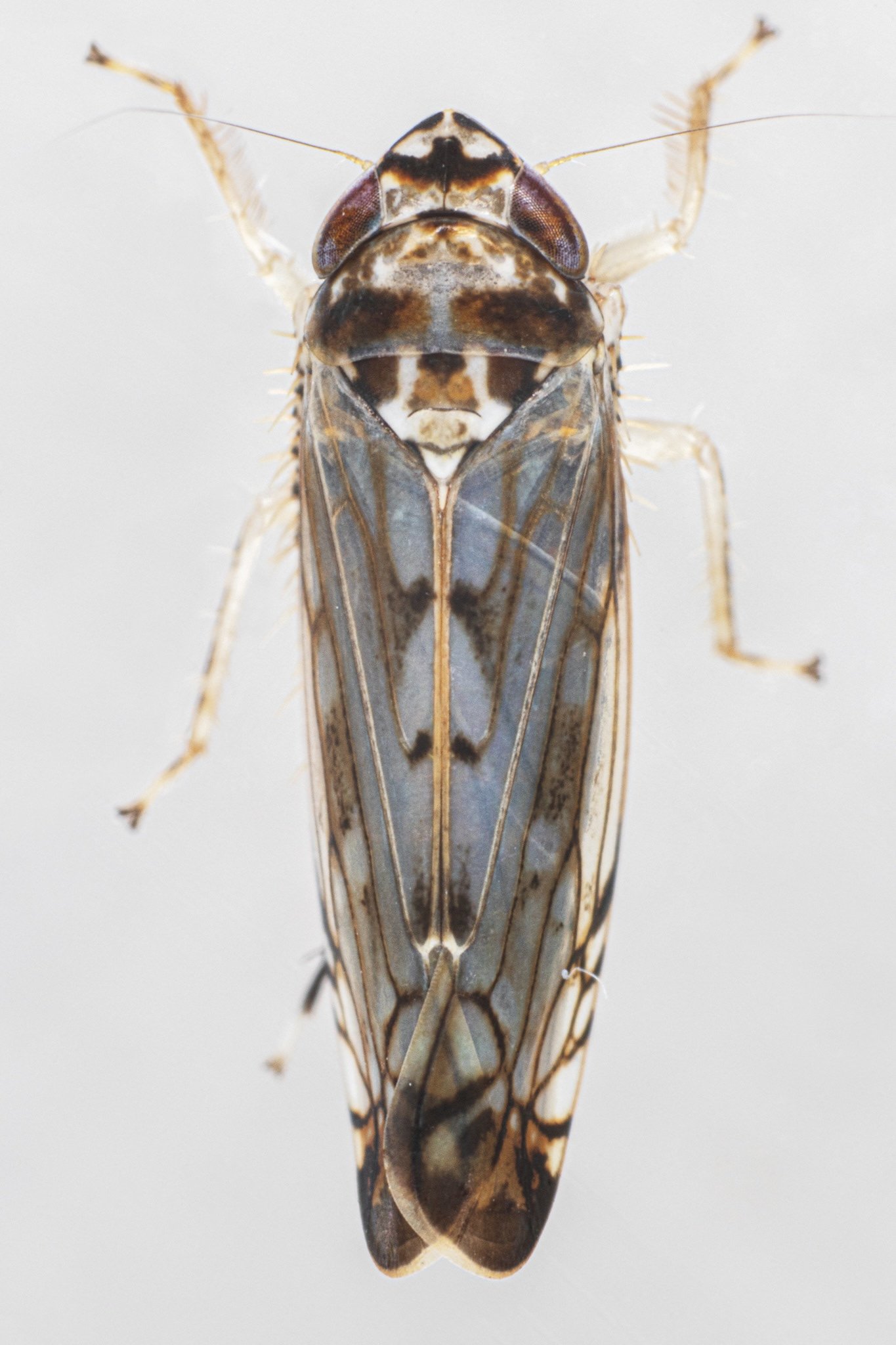 Scaphoideus carinatus