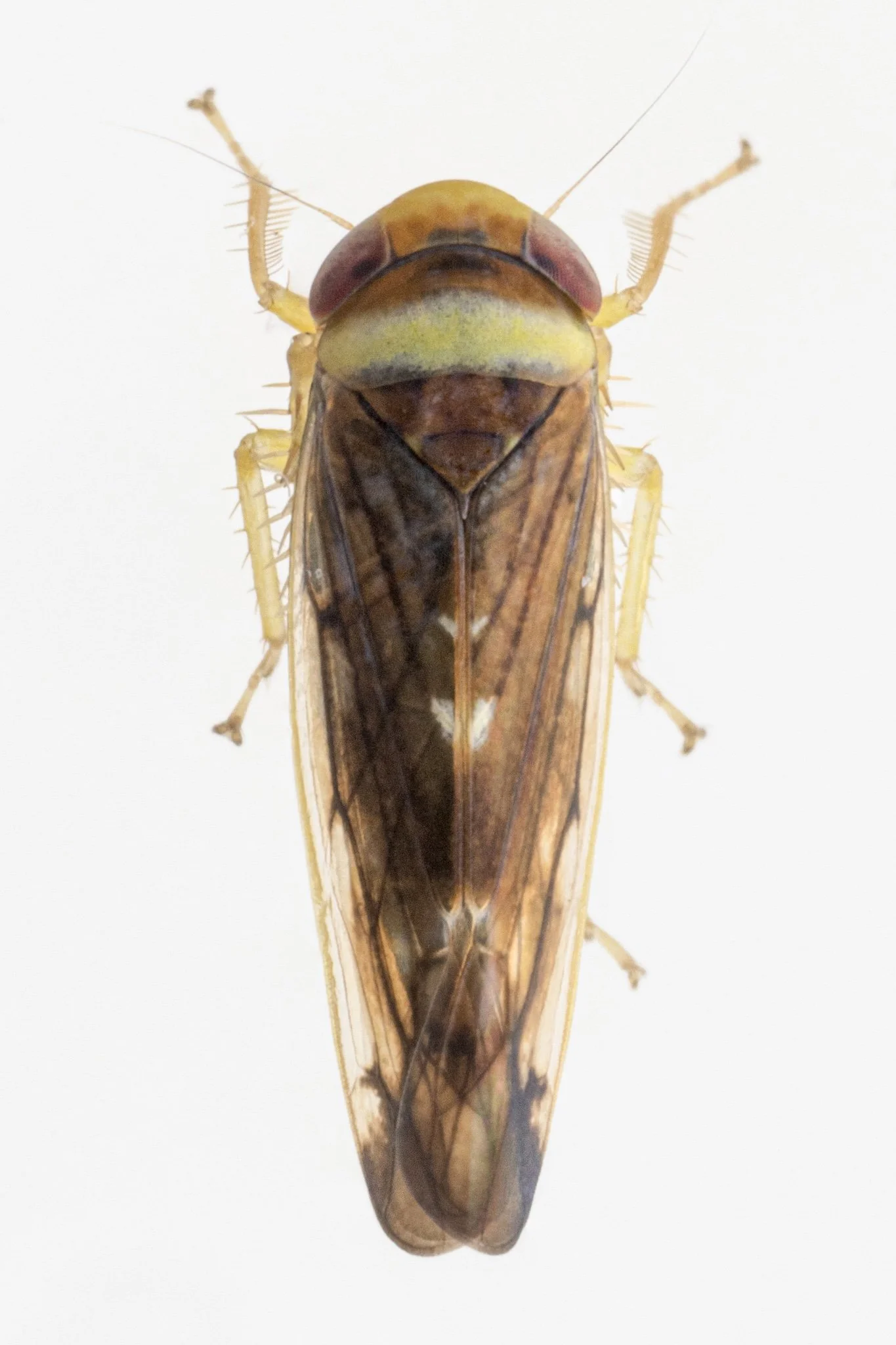Colladonus montanus reductus