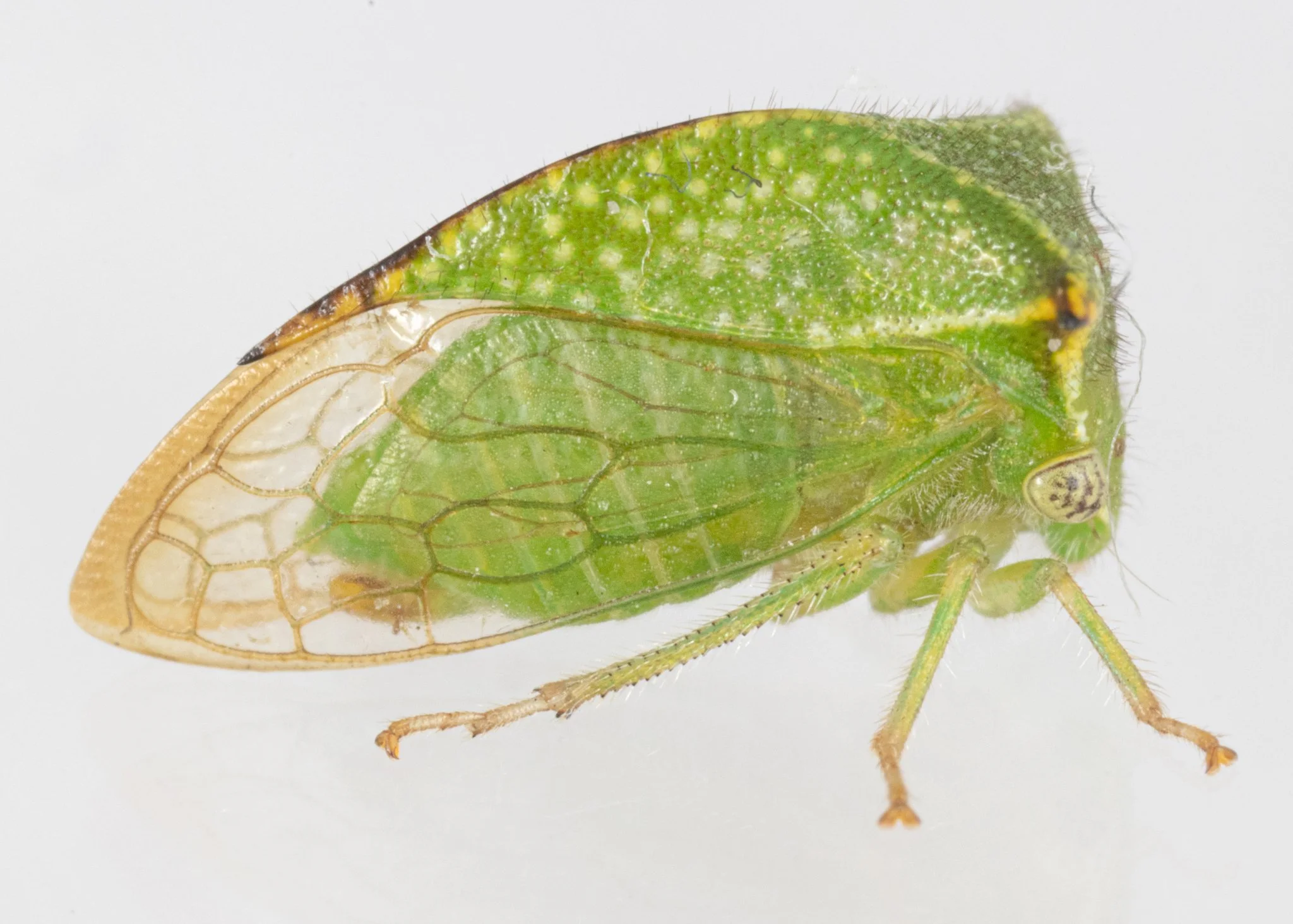 Hadrophallus bubalus | ♂