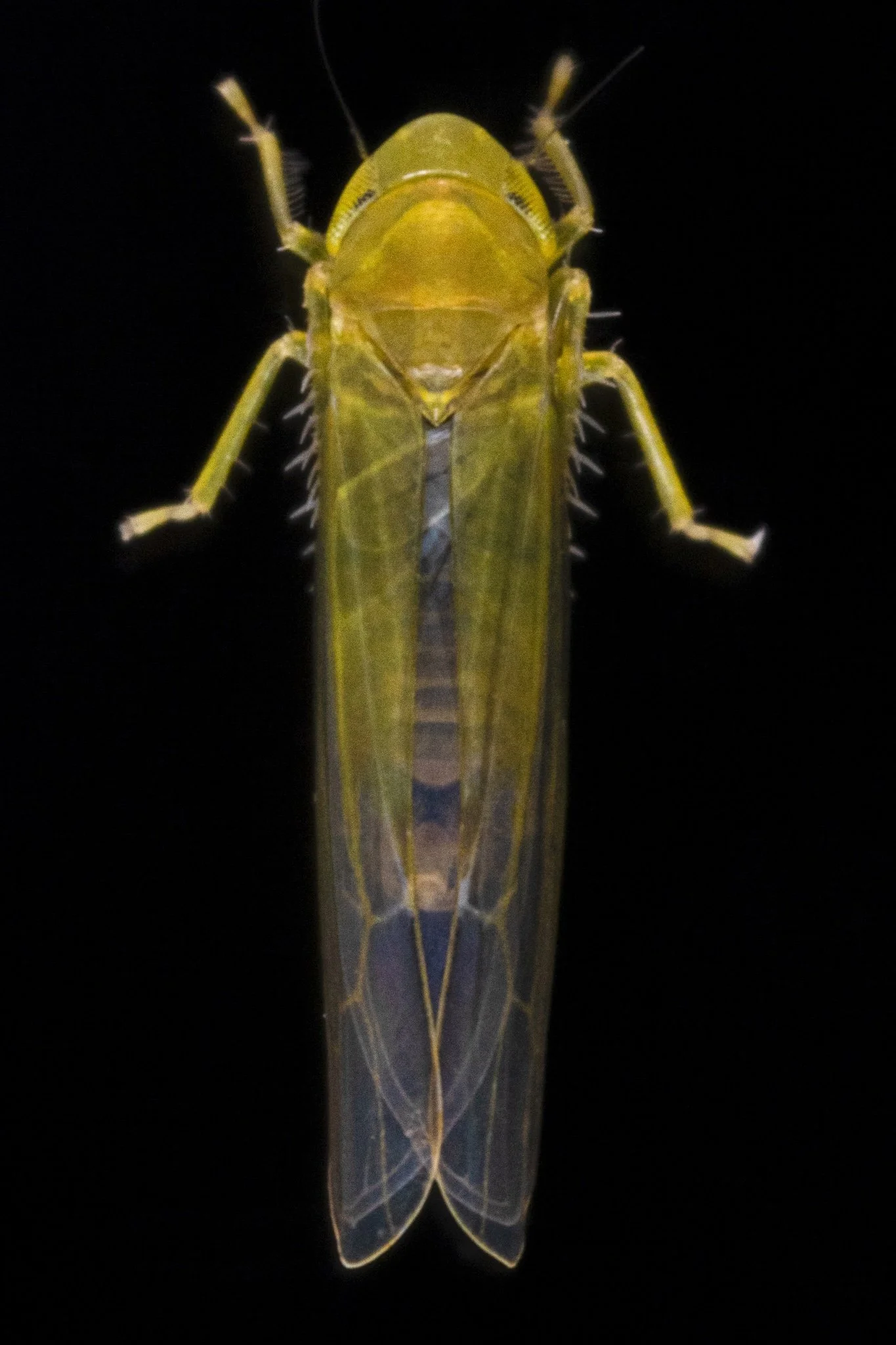 Forcipata cf. calipera