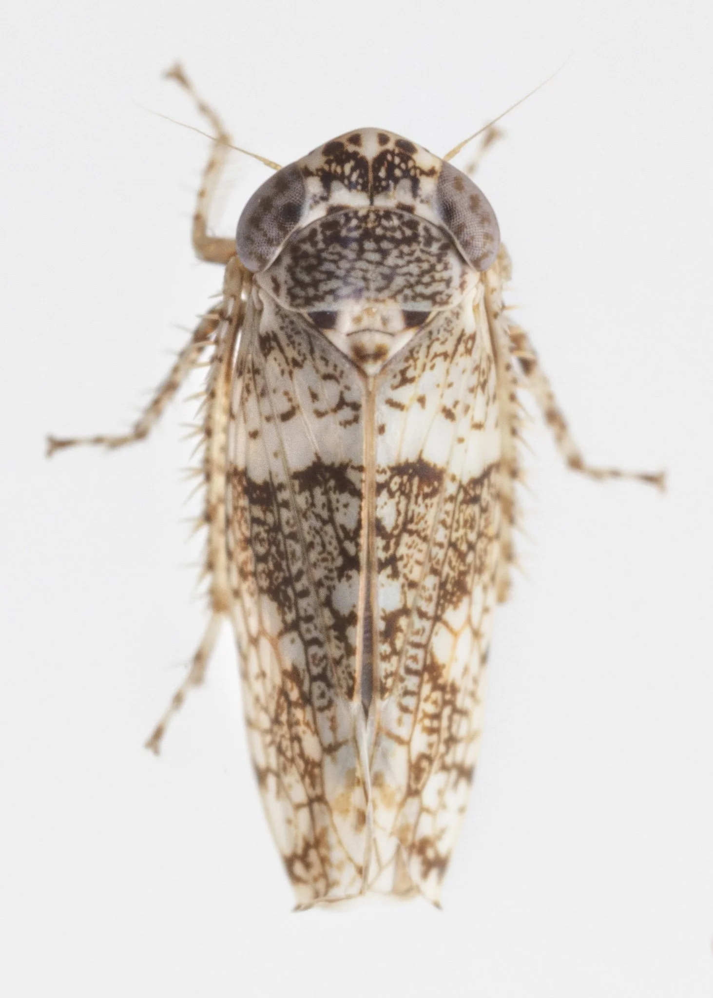 Lycioides condalianus