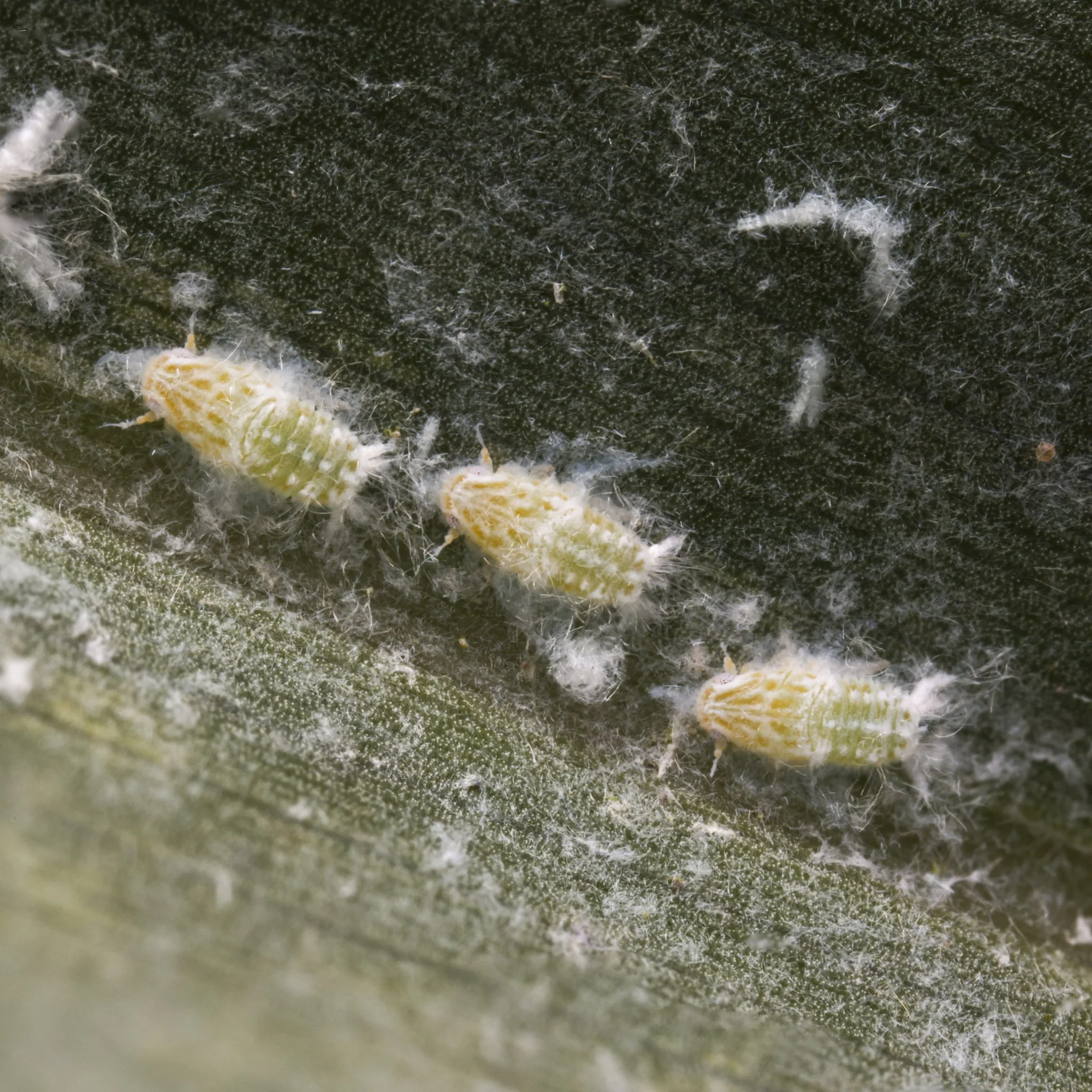 Ormenaria rufifascia