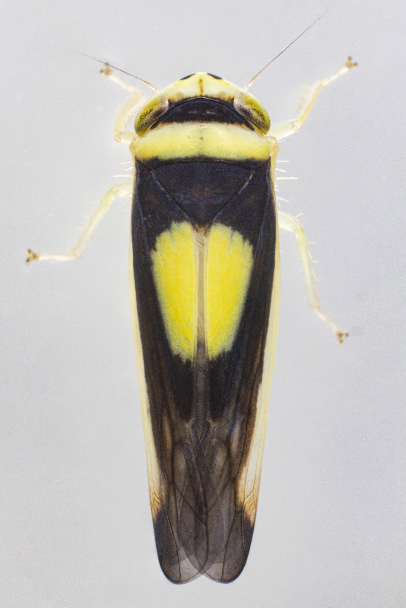 Colladonus clitellarius