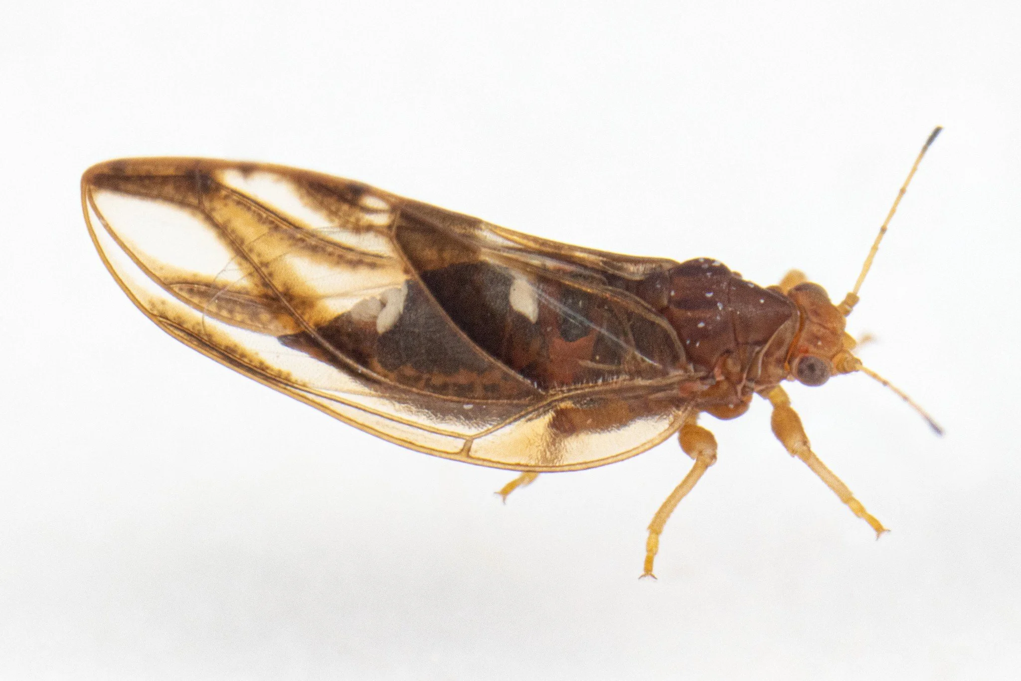 Phylloplecta tripunctata