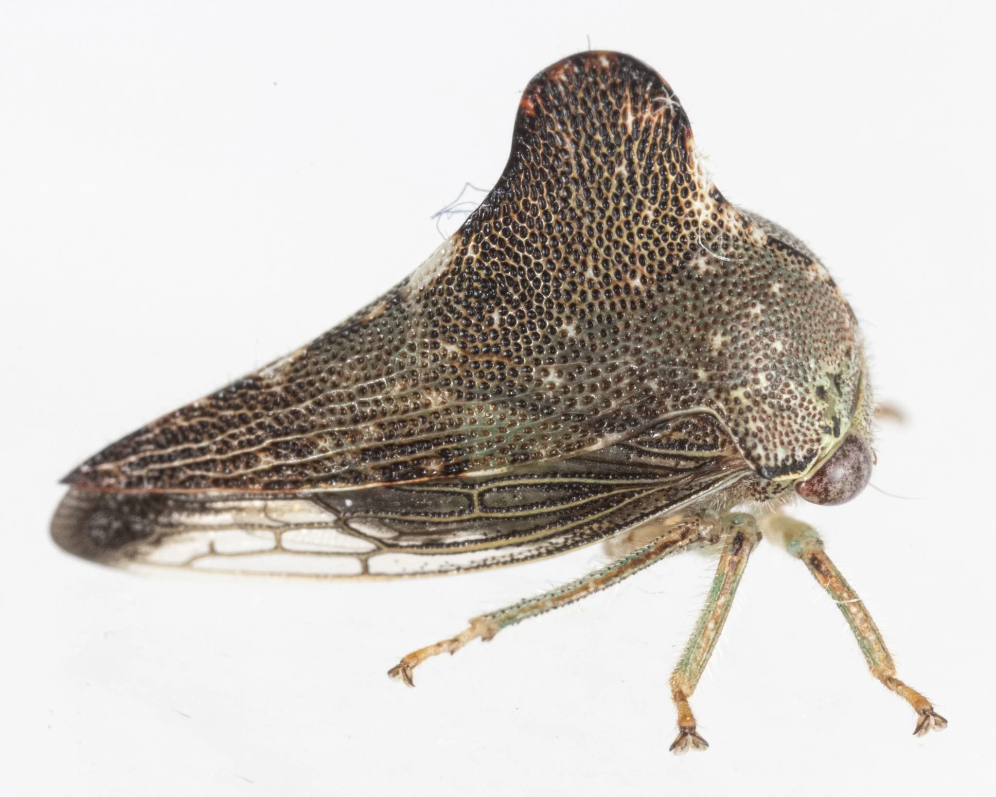 Telamona tarda | ♀