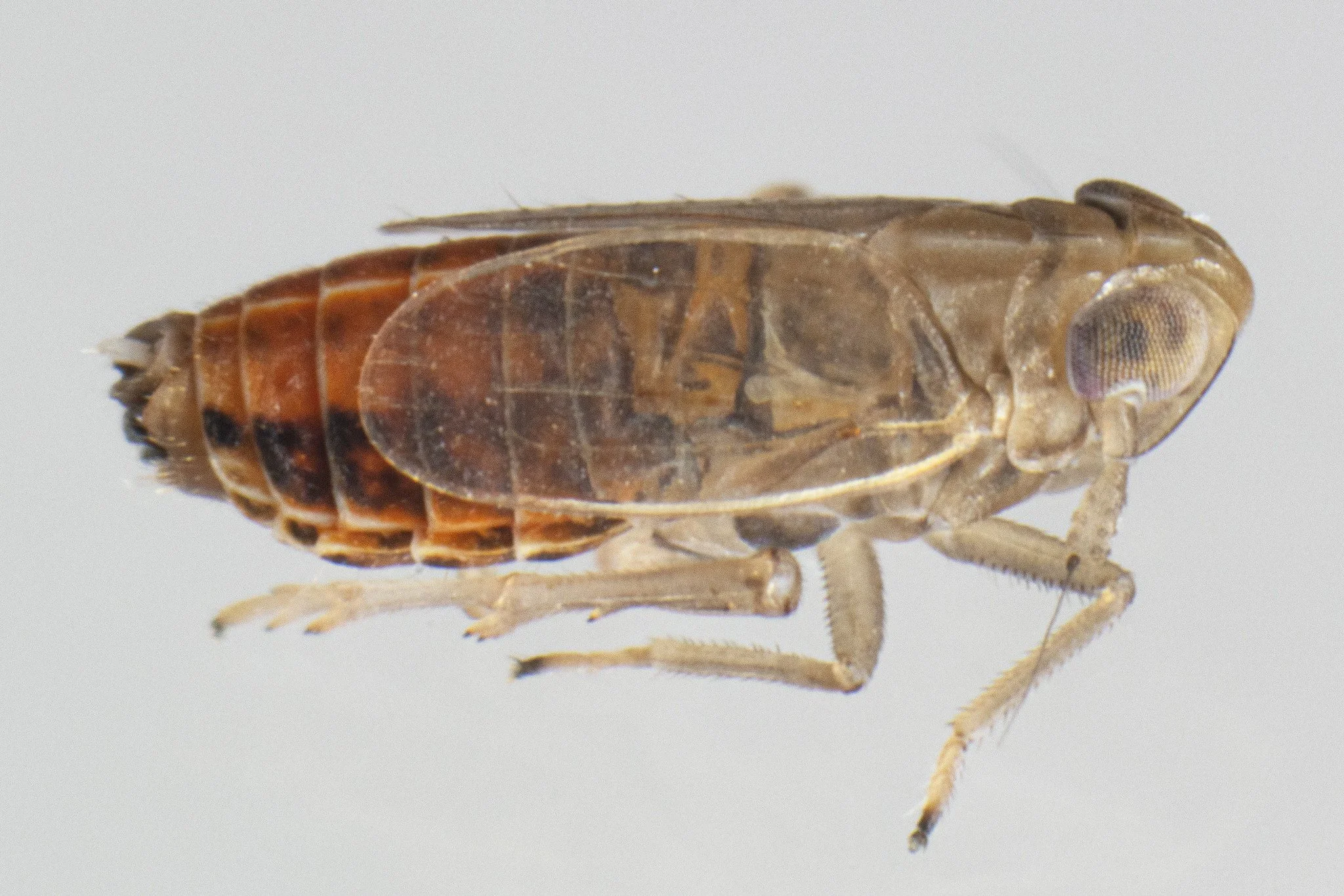 Muirodelphax parvulus
