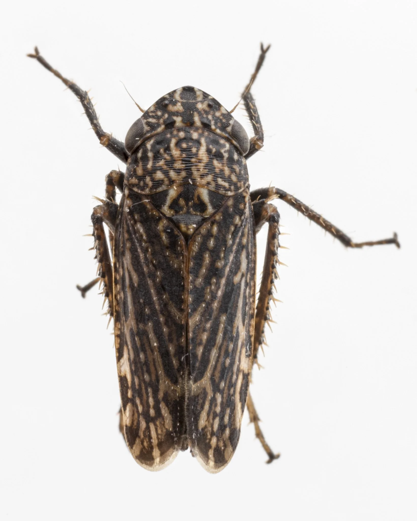 Carsonus sp.