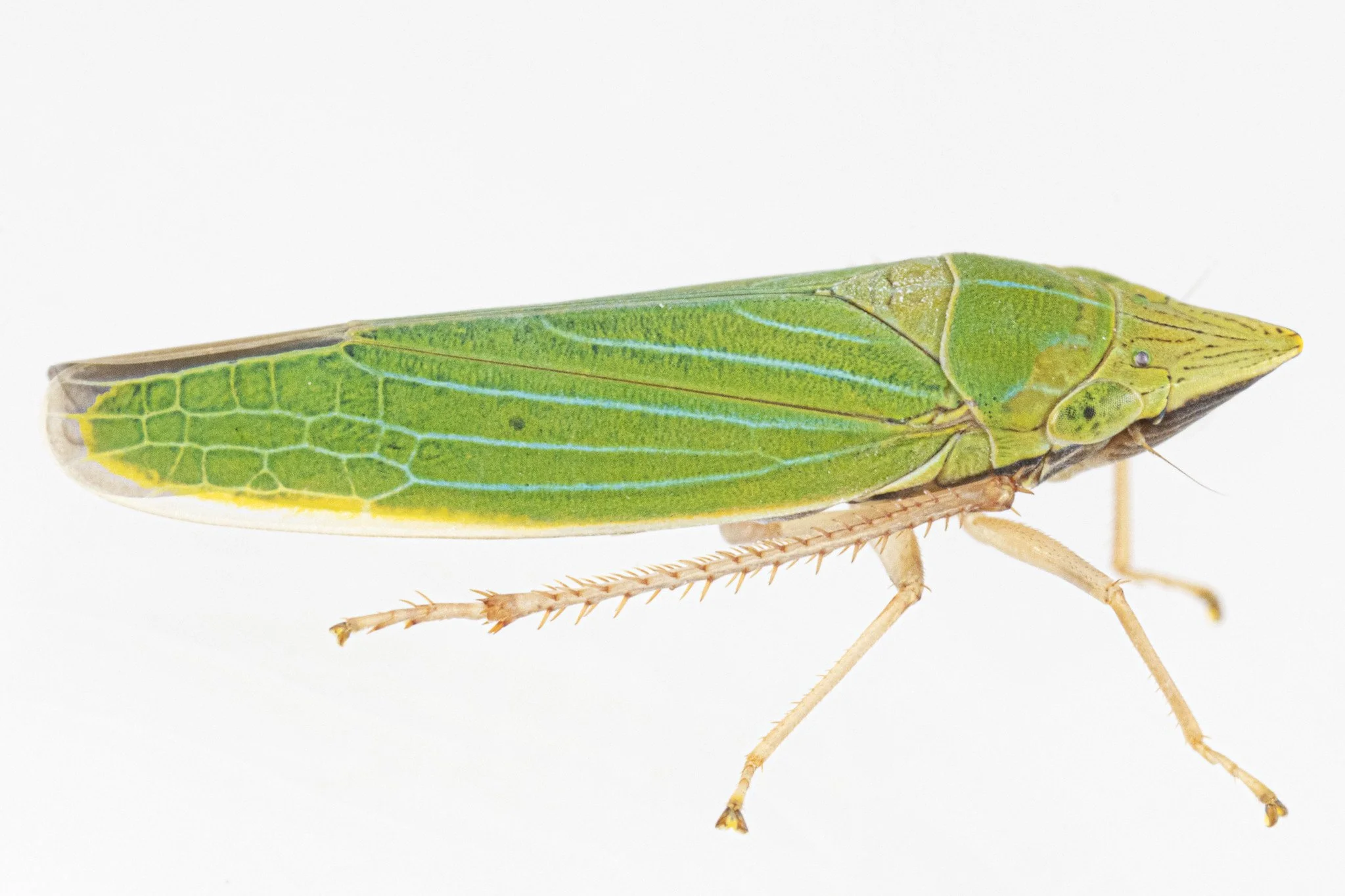 Draeculacephala robinsoni