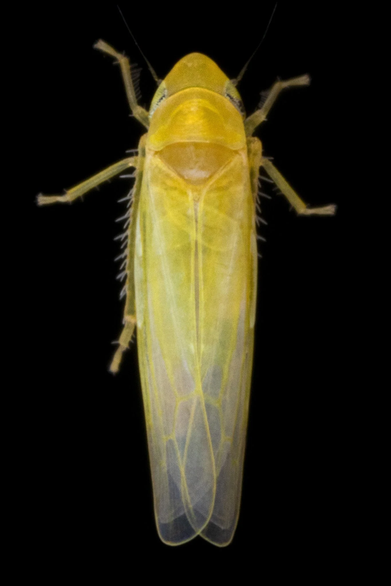 Forcipata cf. ancantha