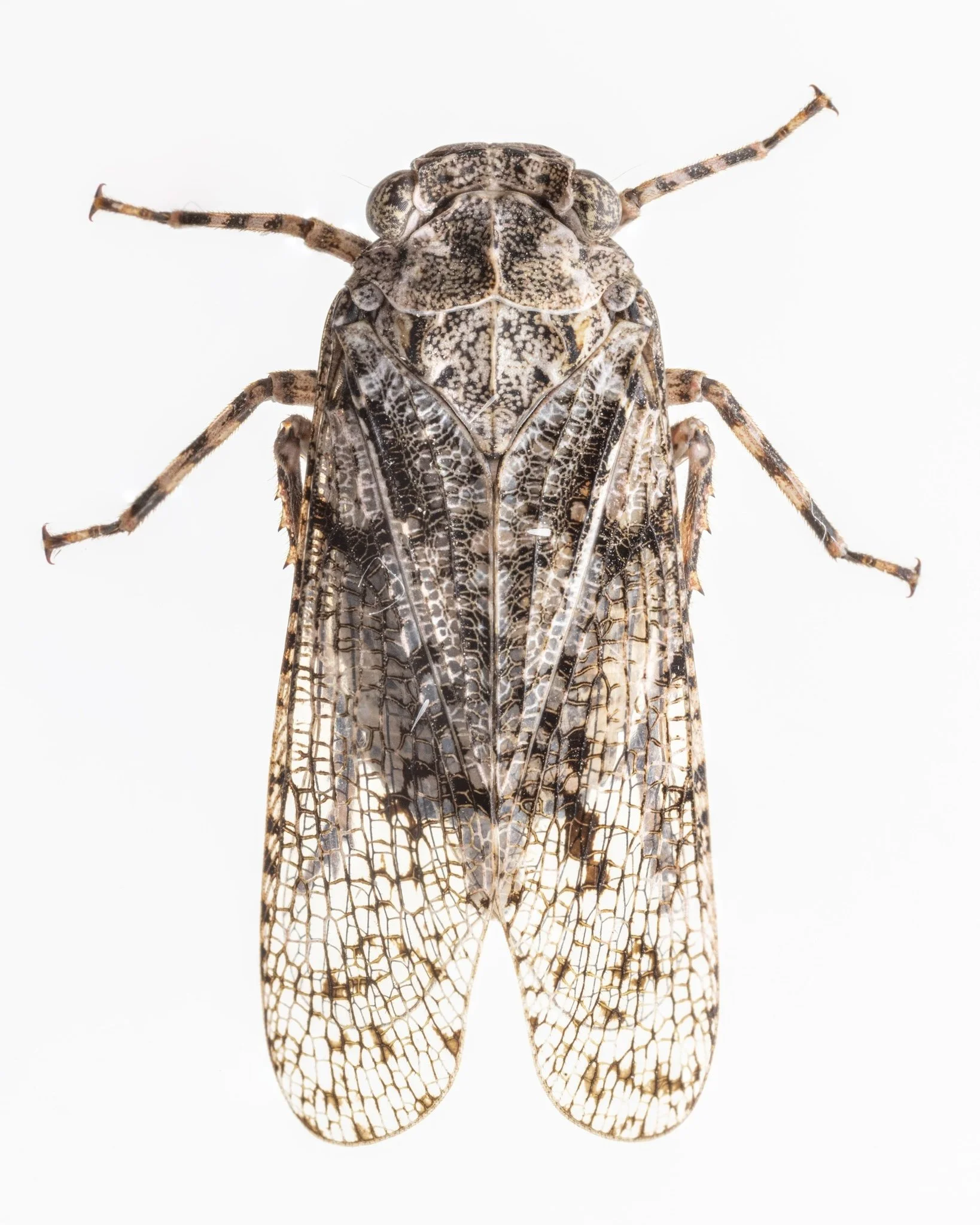 Scaralina cristata
