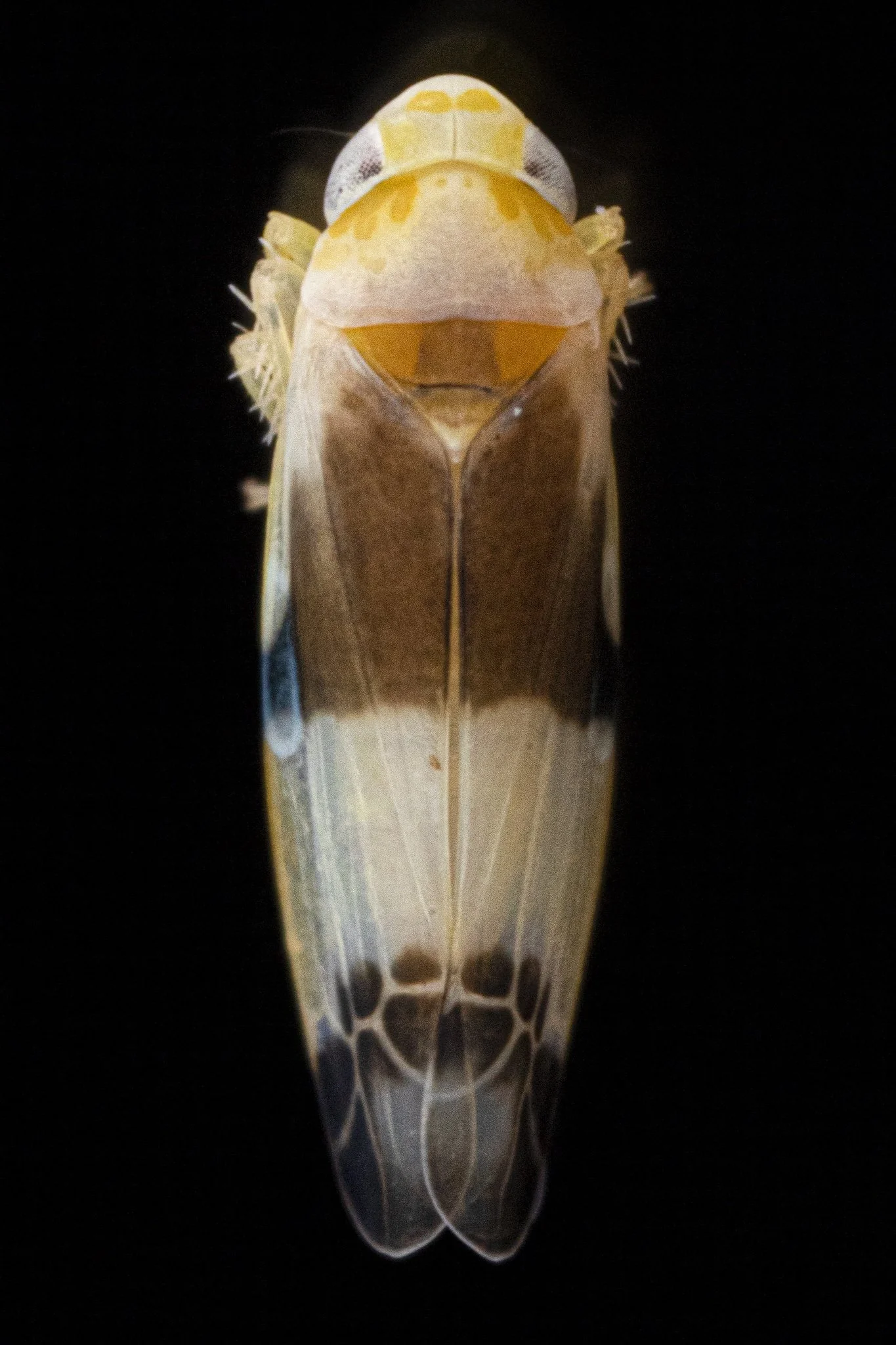 Empoa venusta