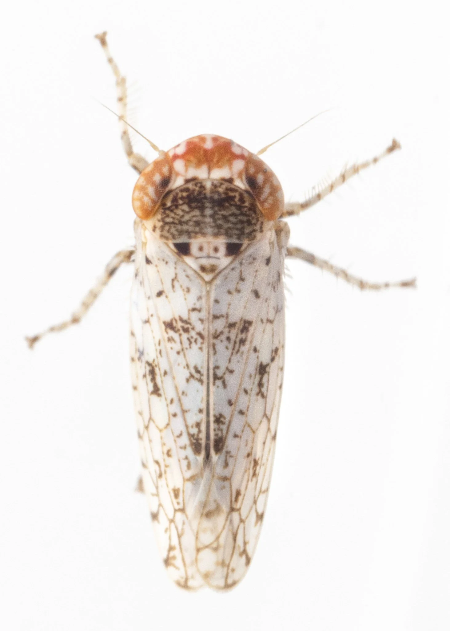 Lycioides lycioides
