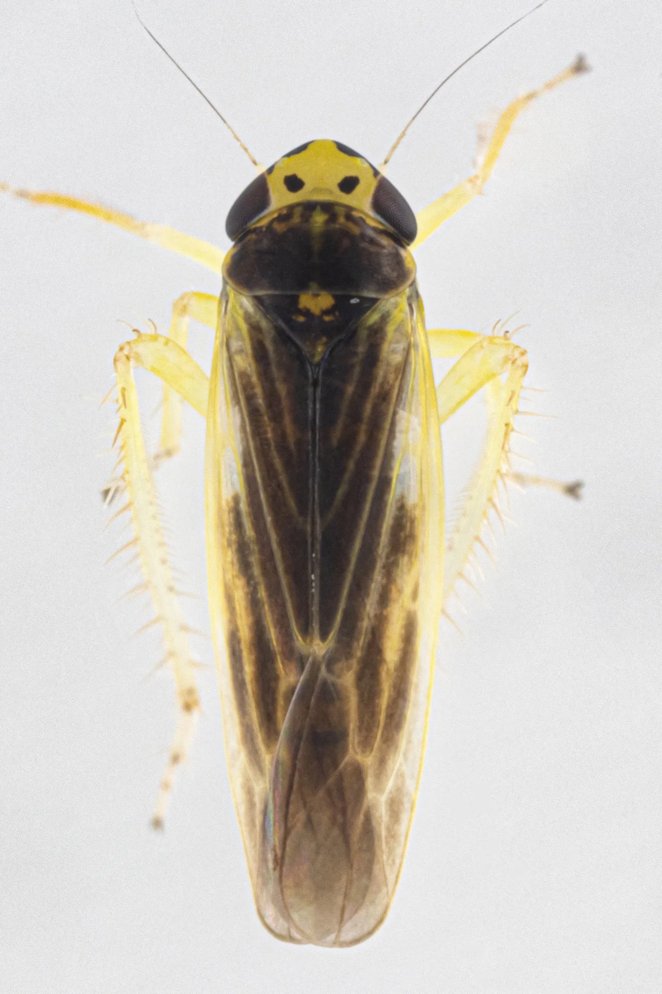 Macrosteles parvidens