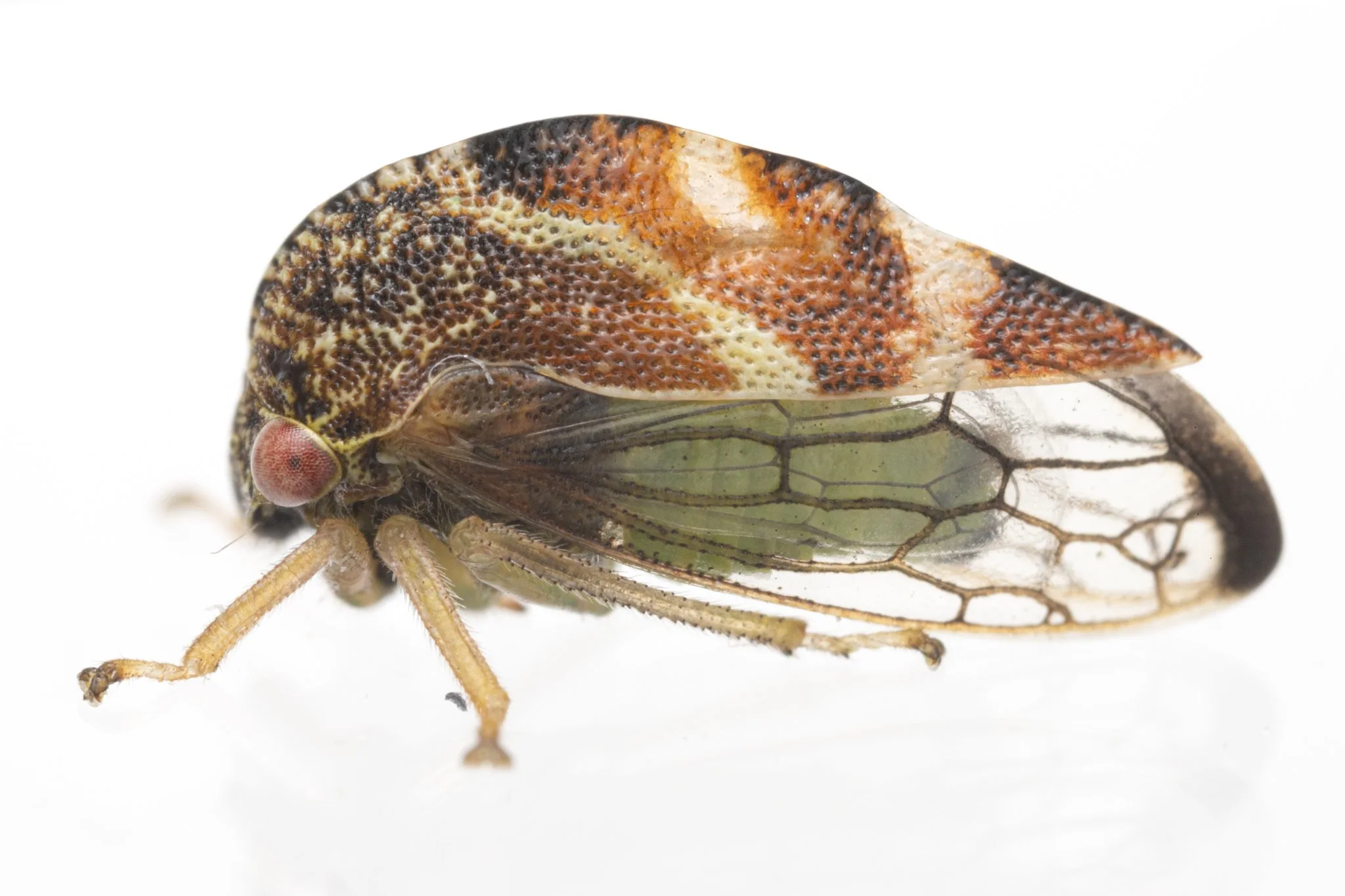 Cyrtolobus fenestratus | ♂