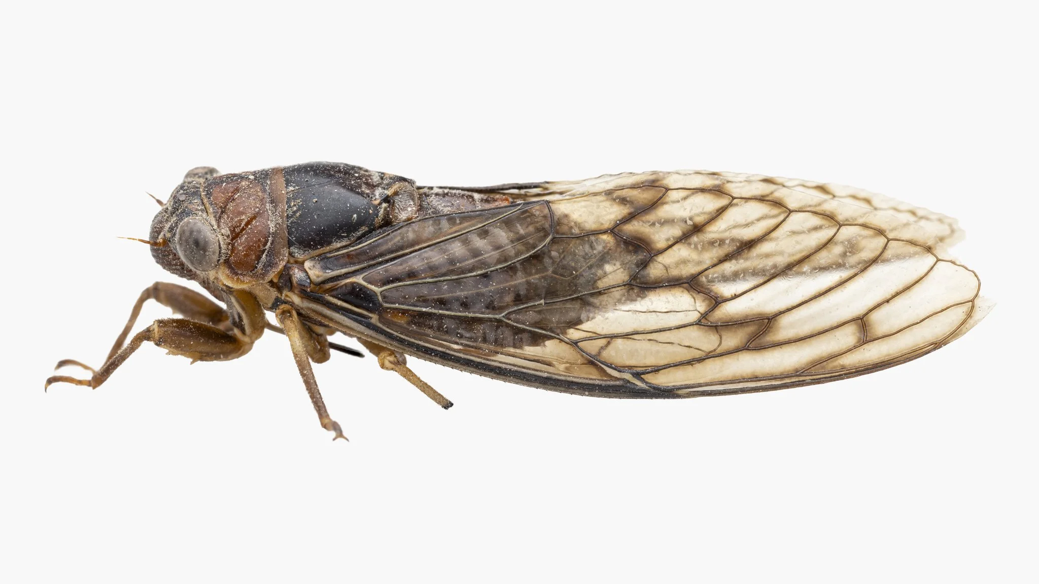 Diceroprocta swalei