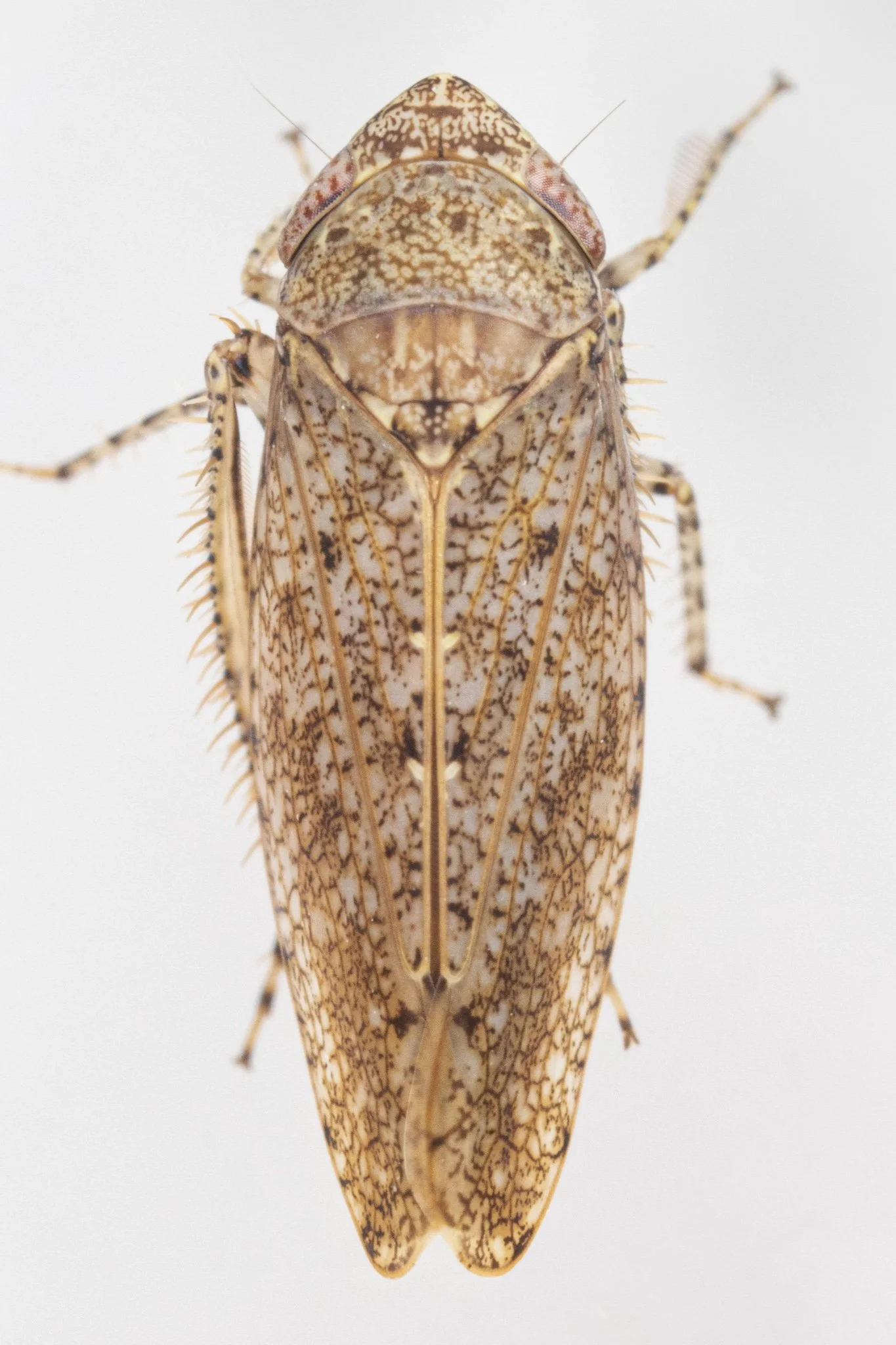 Paraphlepsius rileyi