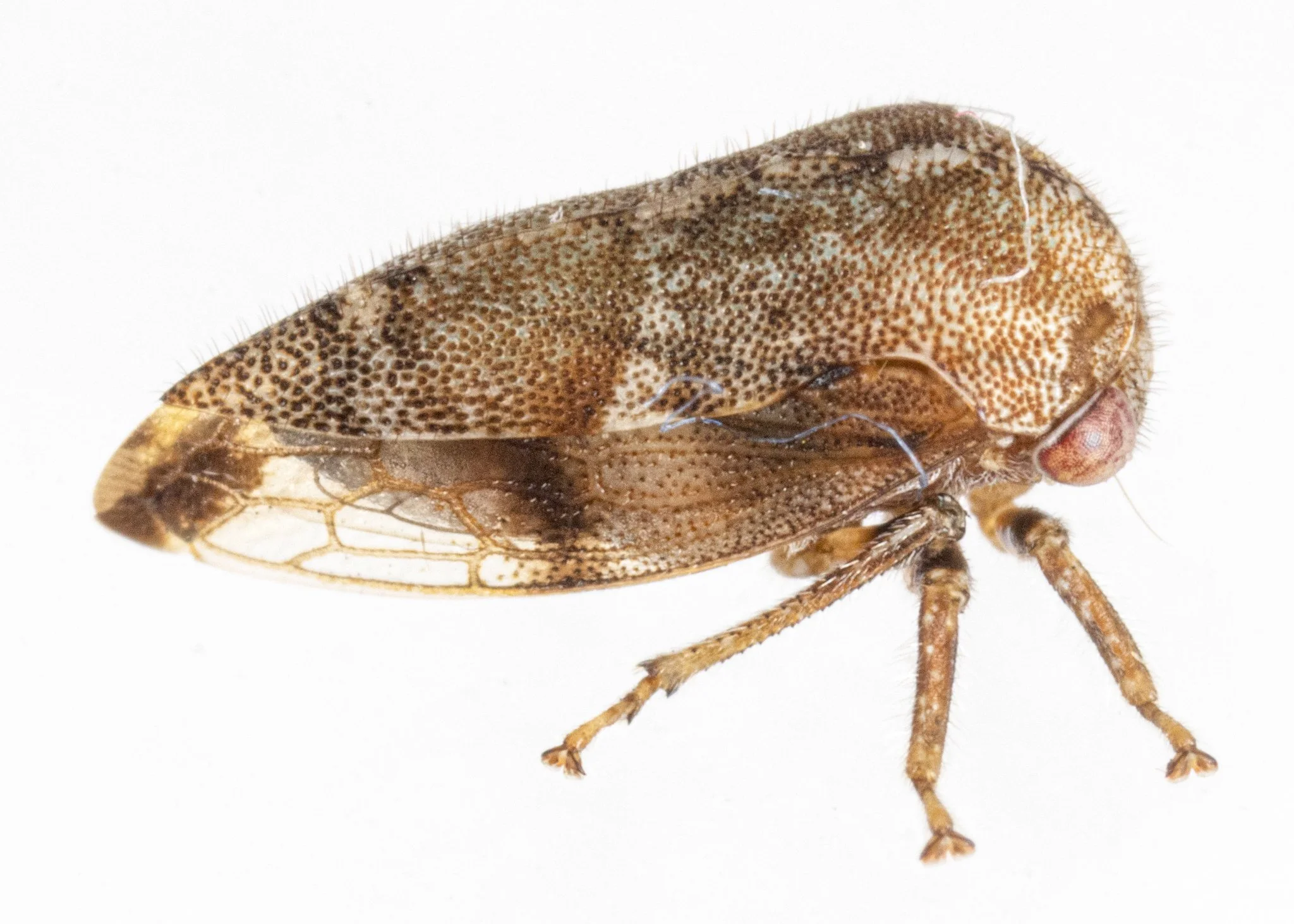 Ophiderma definita | ♀