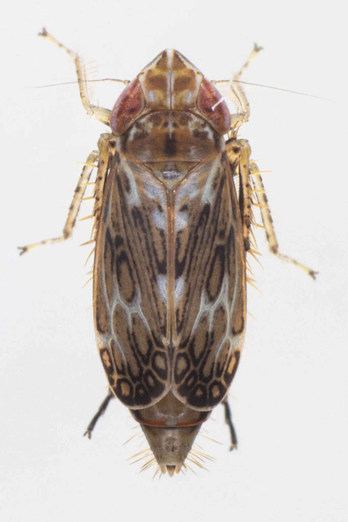 Latalus sayii