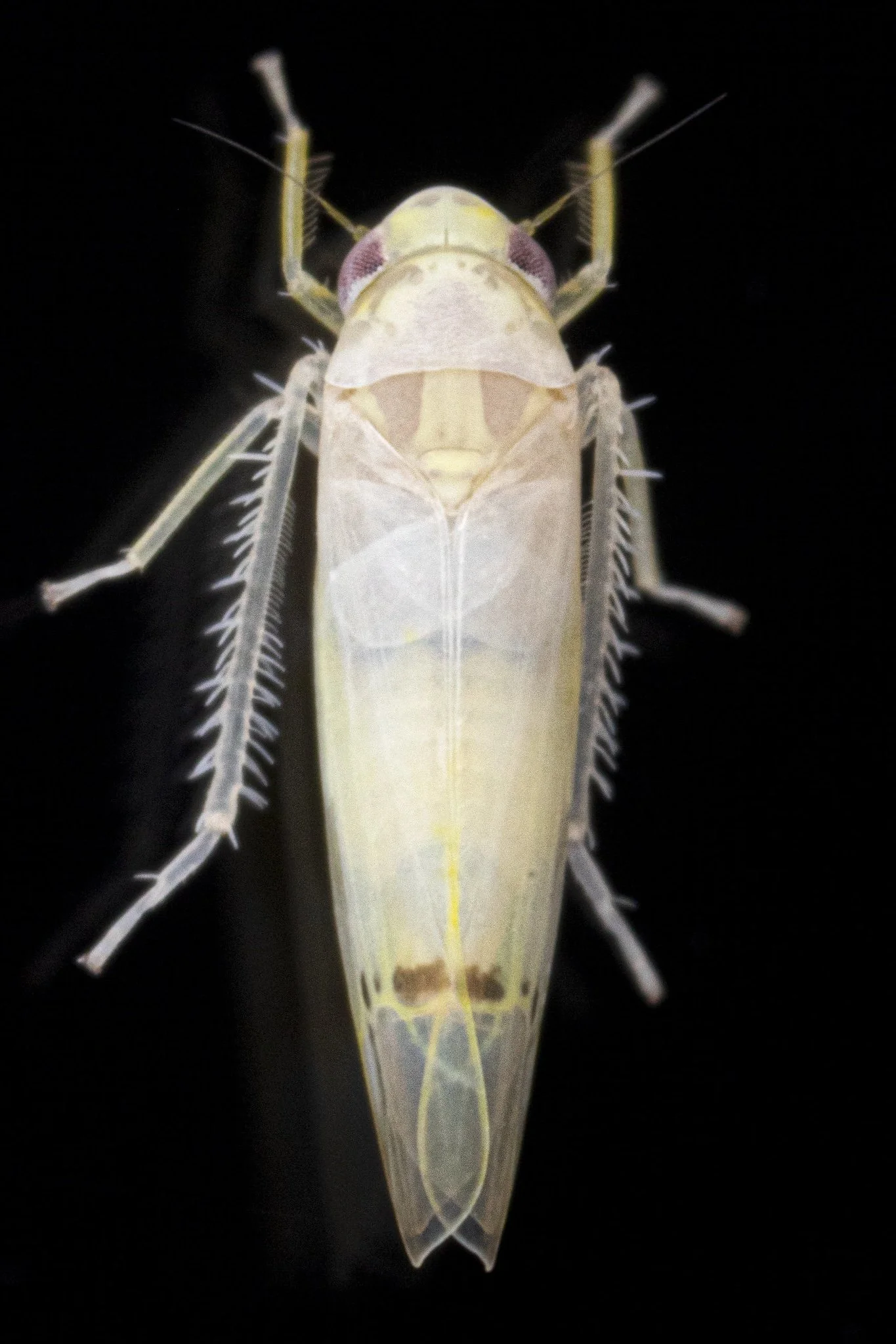 Ossiannilssonola sp.