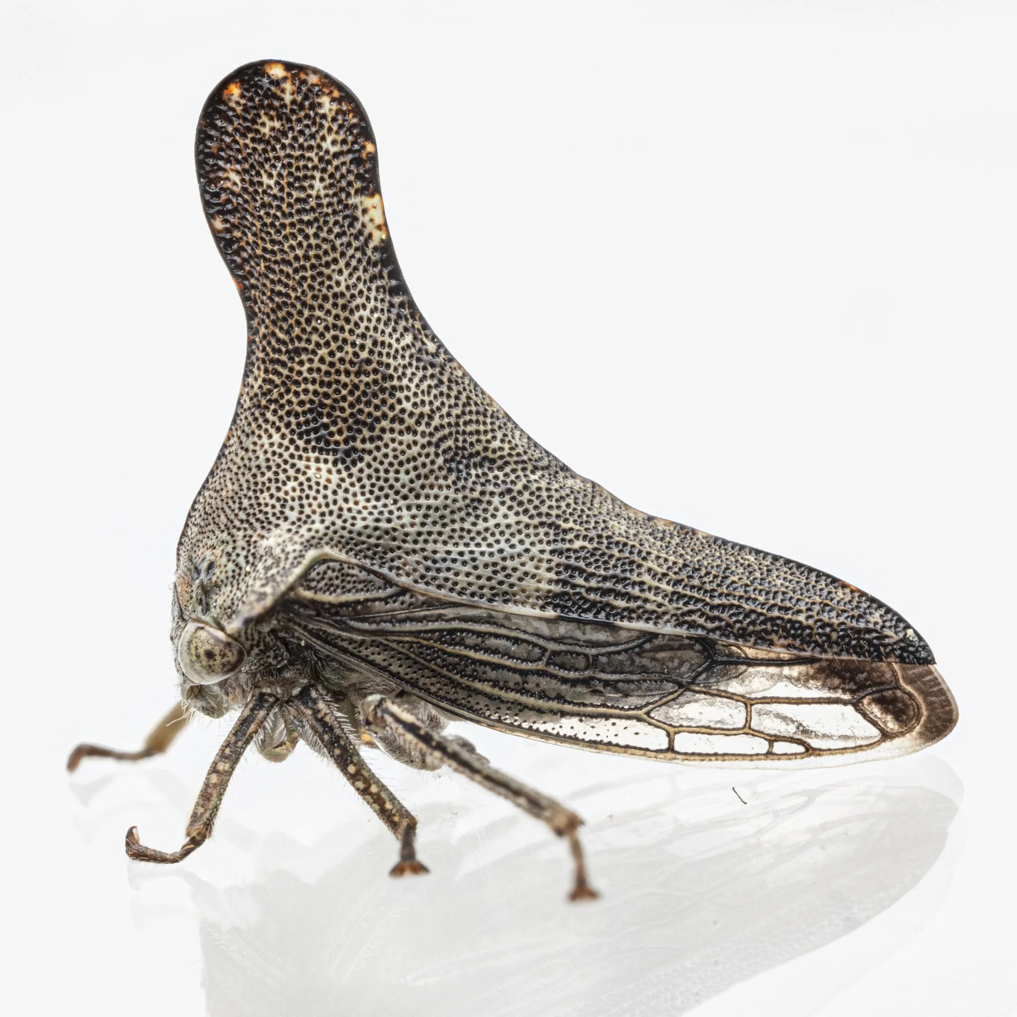 Glossonotus acuminatus