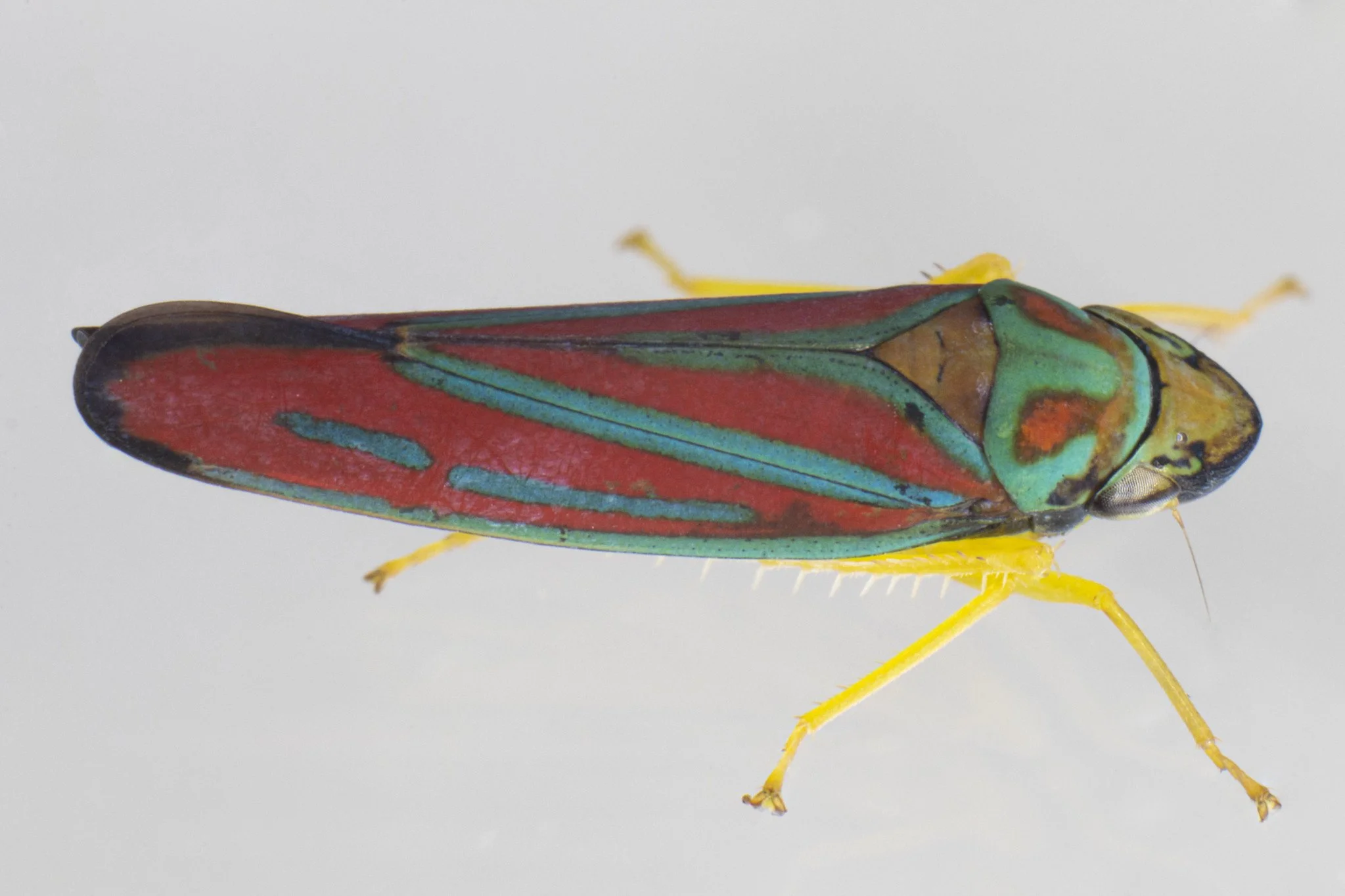 Graphocephala coccinea