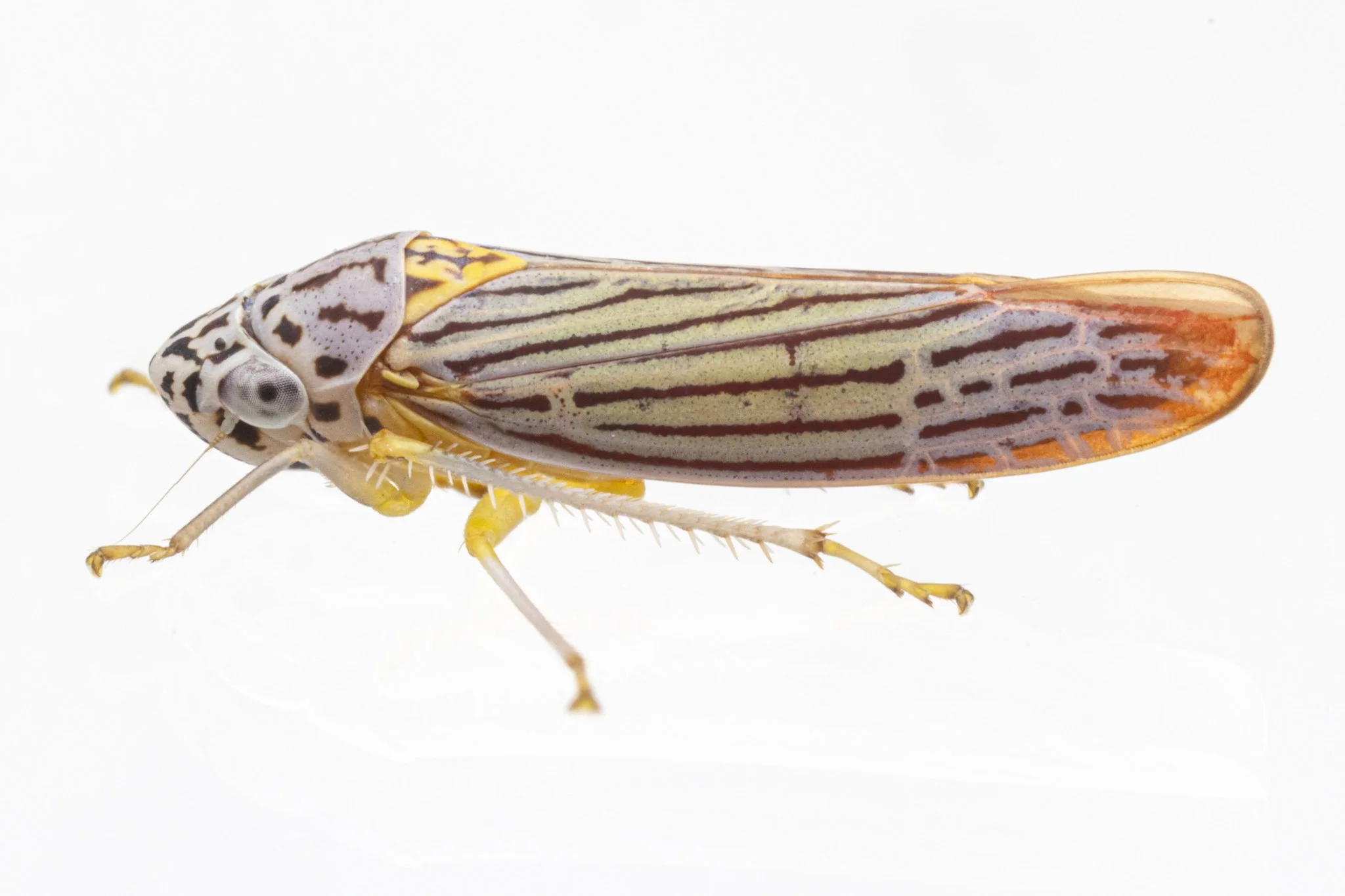 Graphocephala aurora