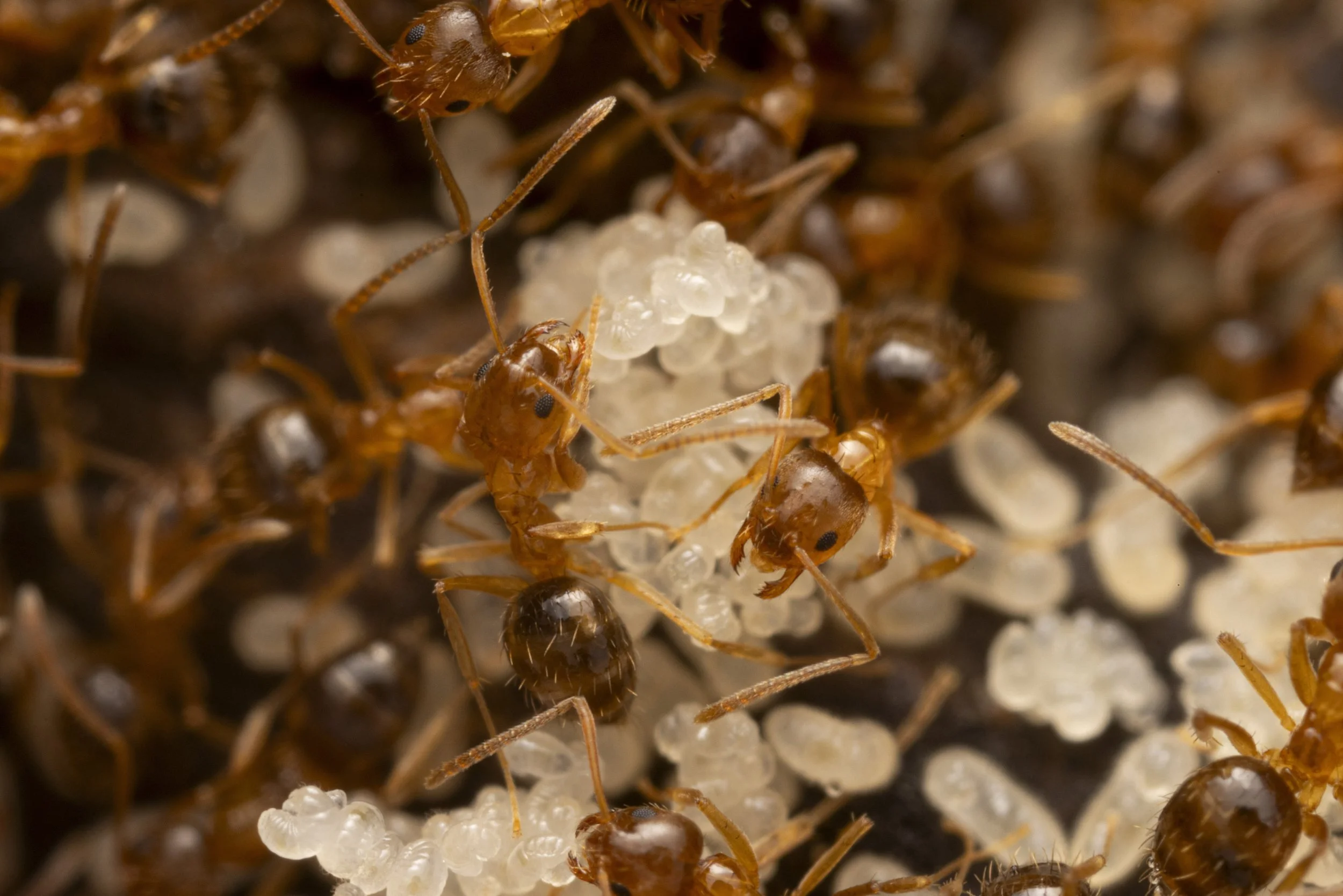 53661746112_eee5bb95d7_o copy.jpg