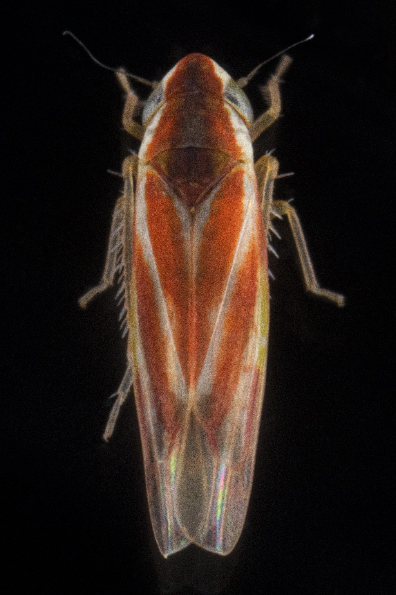 Erythridula cf. rufostigmosa