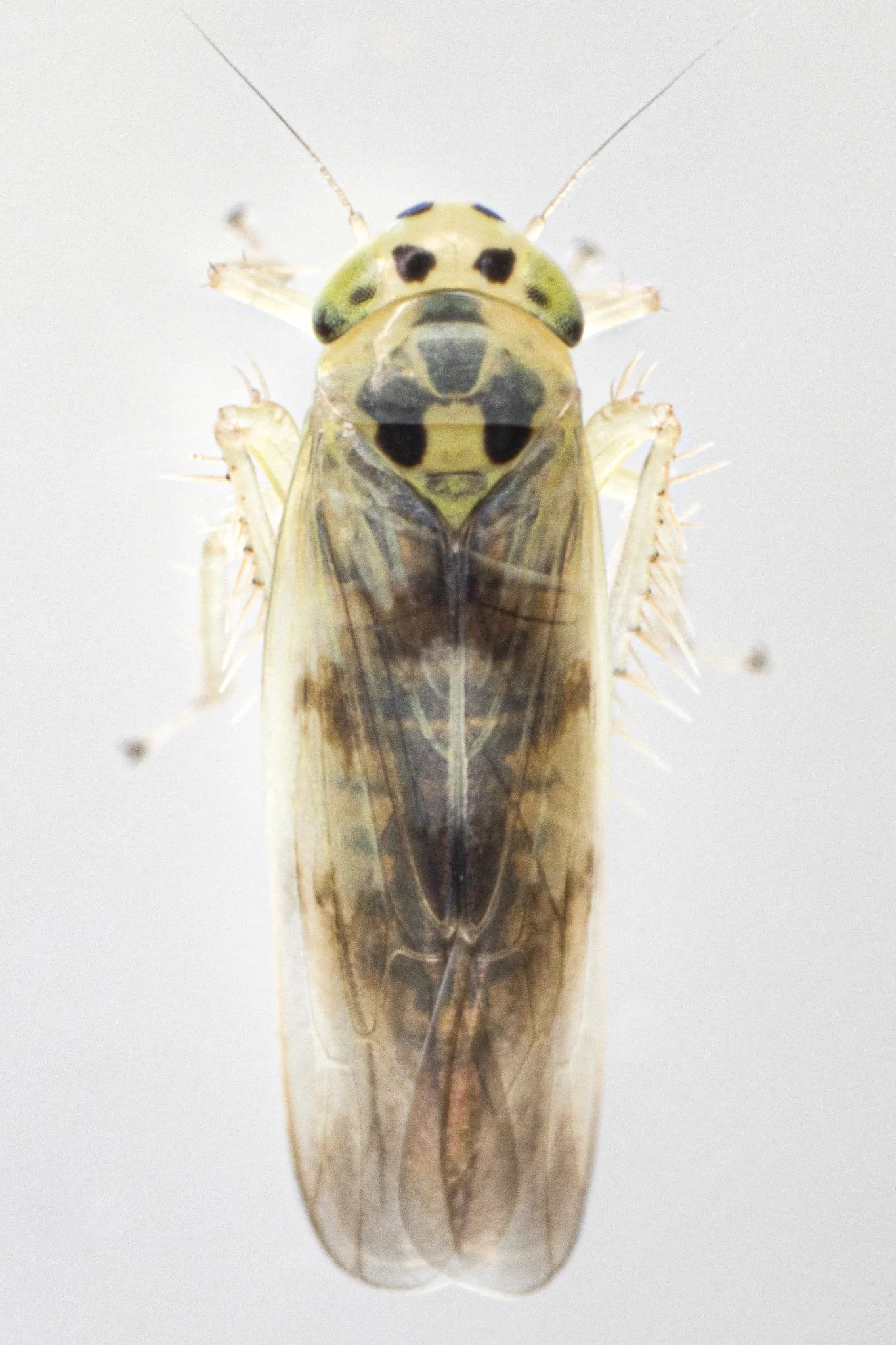 Macrosteles patruelis