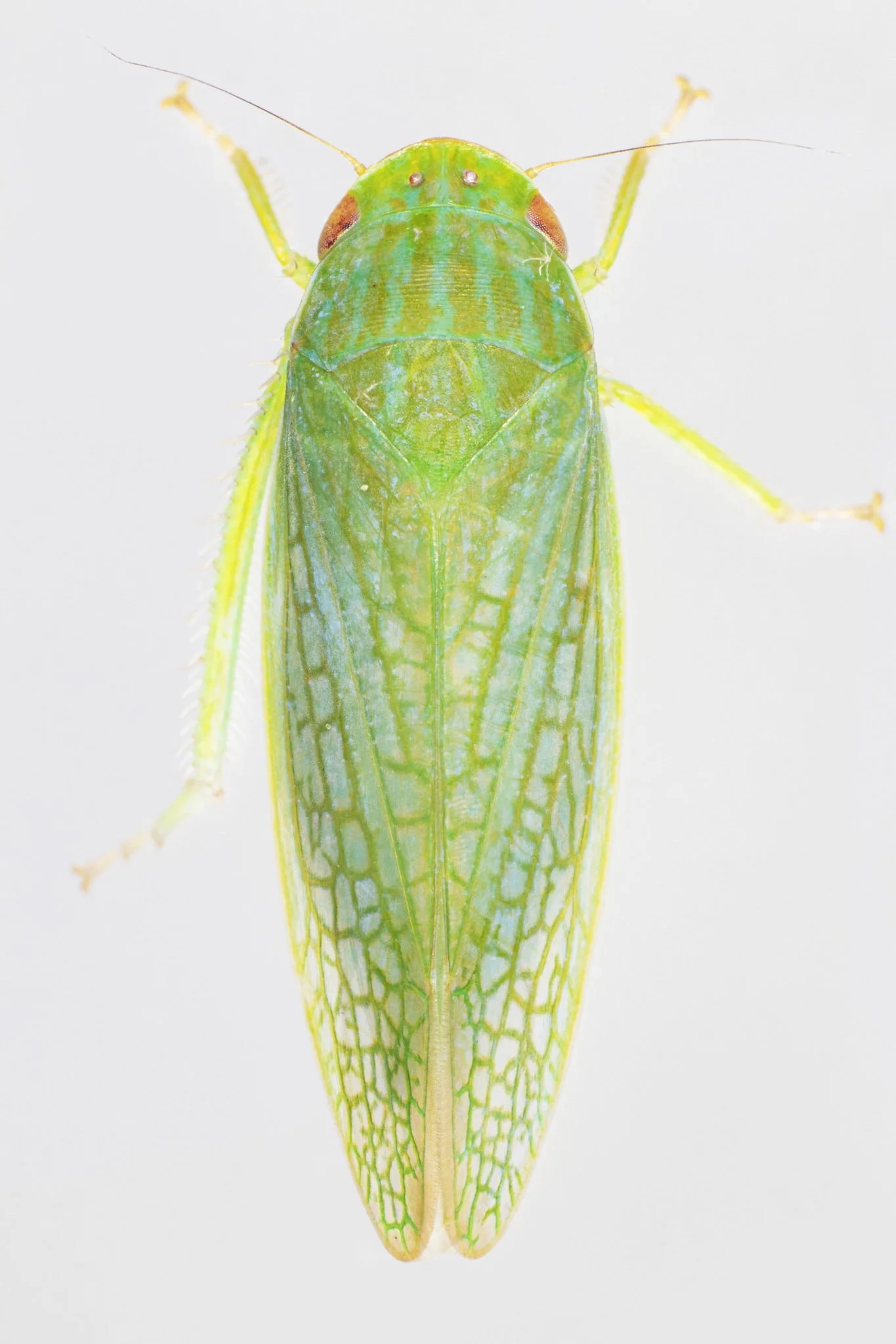 Gyponana palma